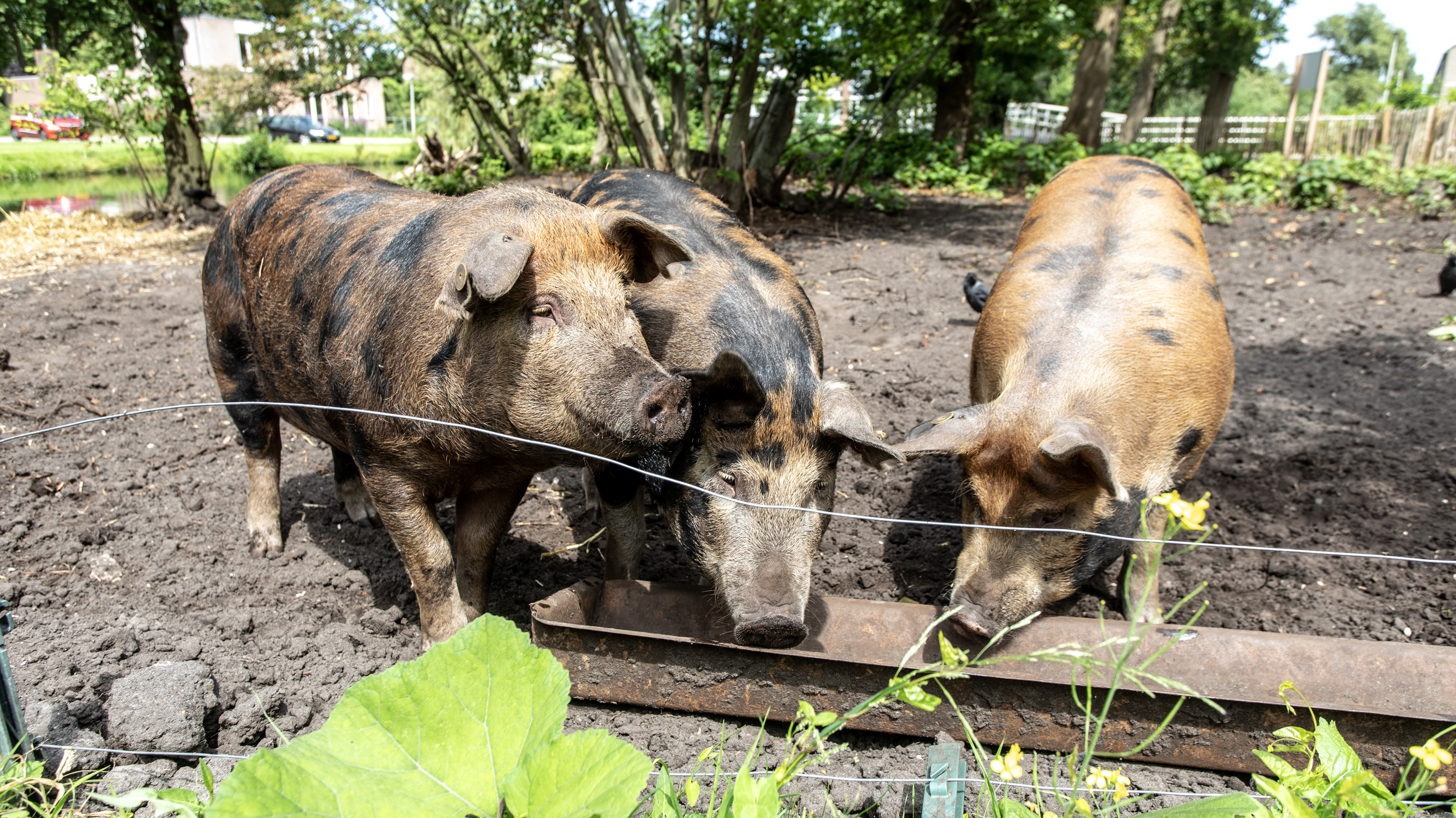 Hillegom ‘weed pigs’ barred from Haarlem: ‘They eat everything’