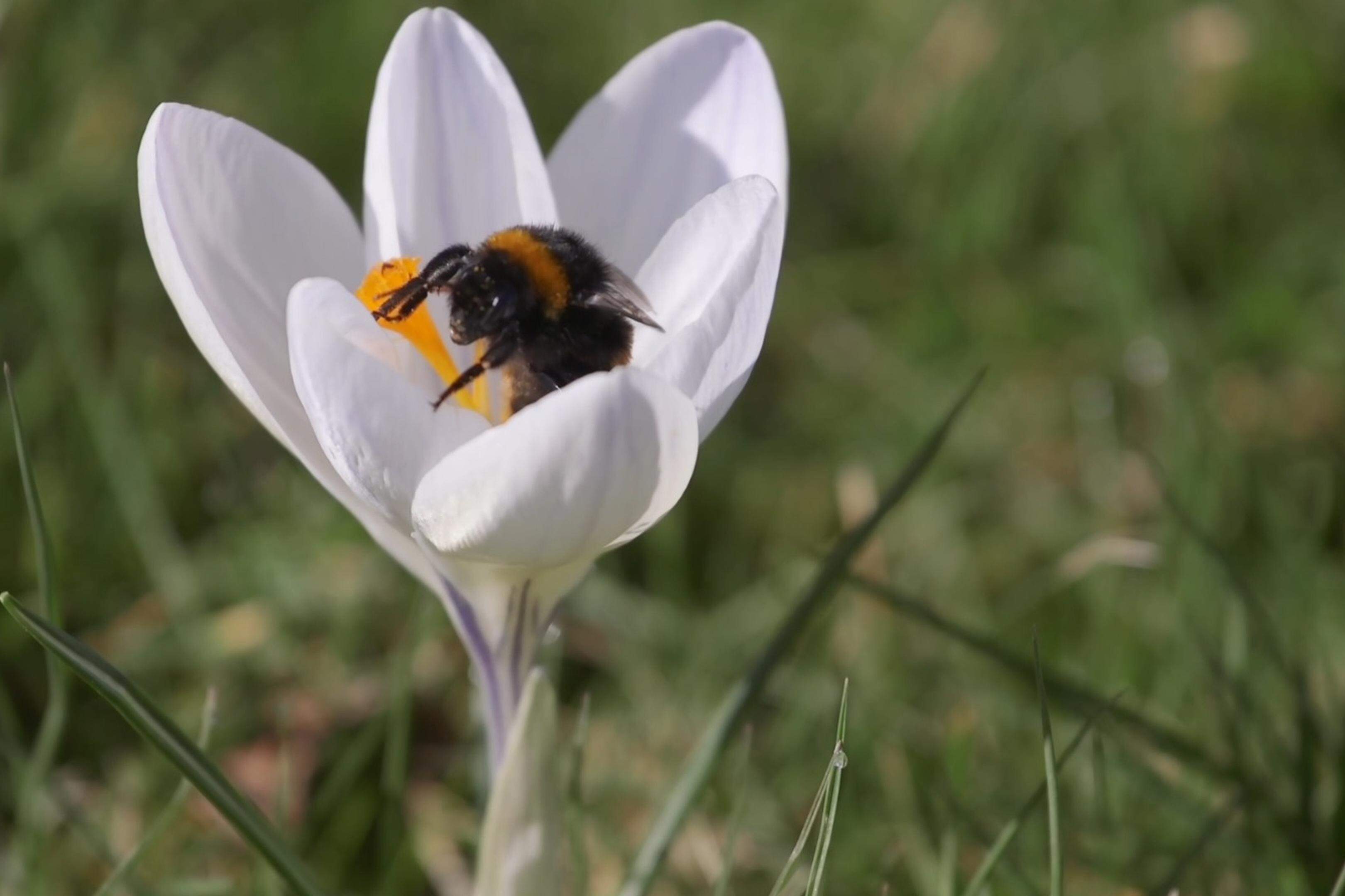 Help een hommel, plant een krokus. 'Overleven in steeds ..., image size:3240x2160
