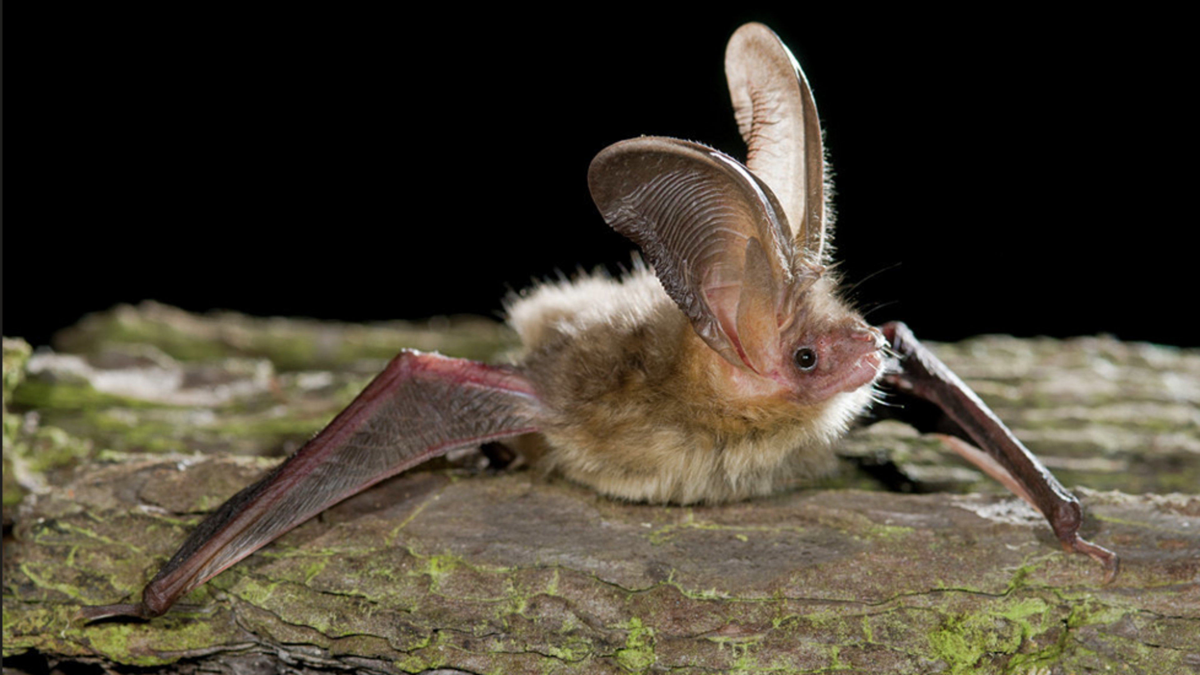 Fieldworkers search for birds and bats in Heemstede. Extensive research into populations in the neighborhoods.