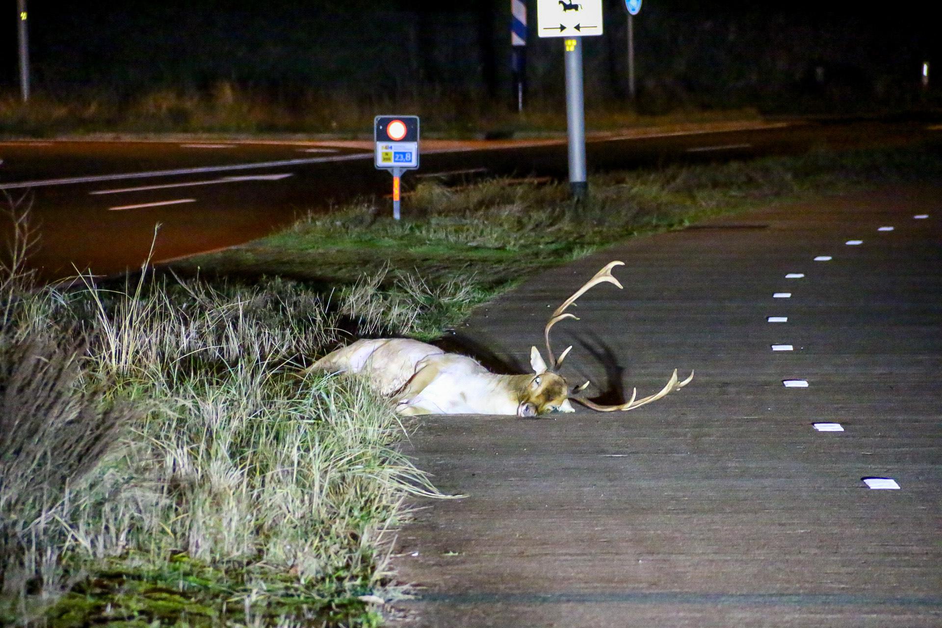 Twee herten aangereden op Zeeweg in Overveen; beide dieren hebben het niet overleefd