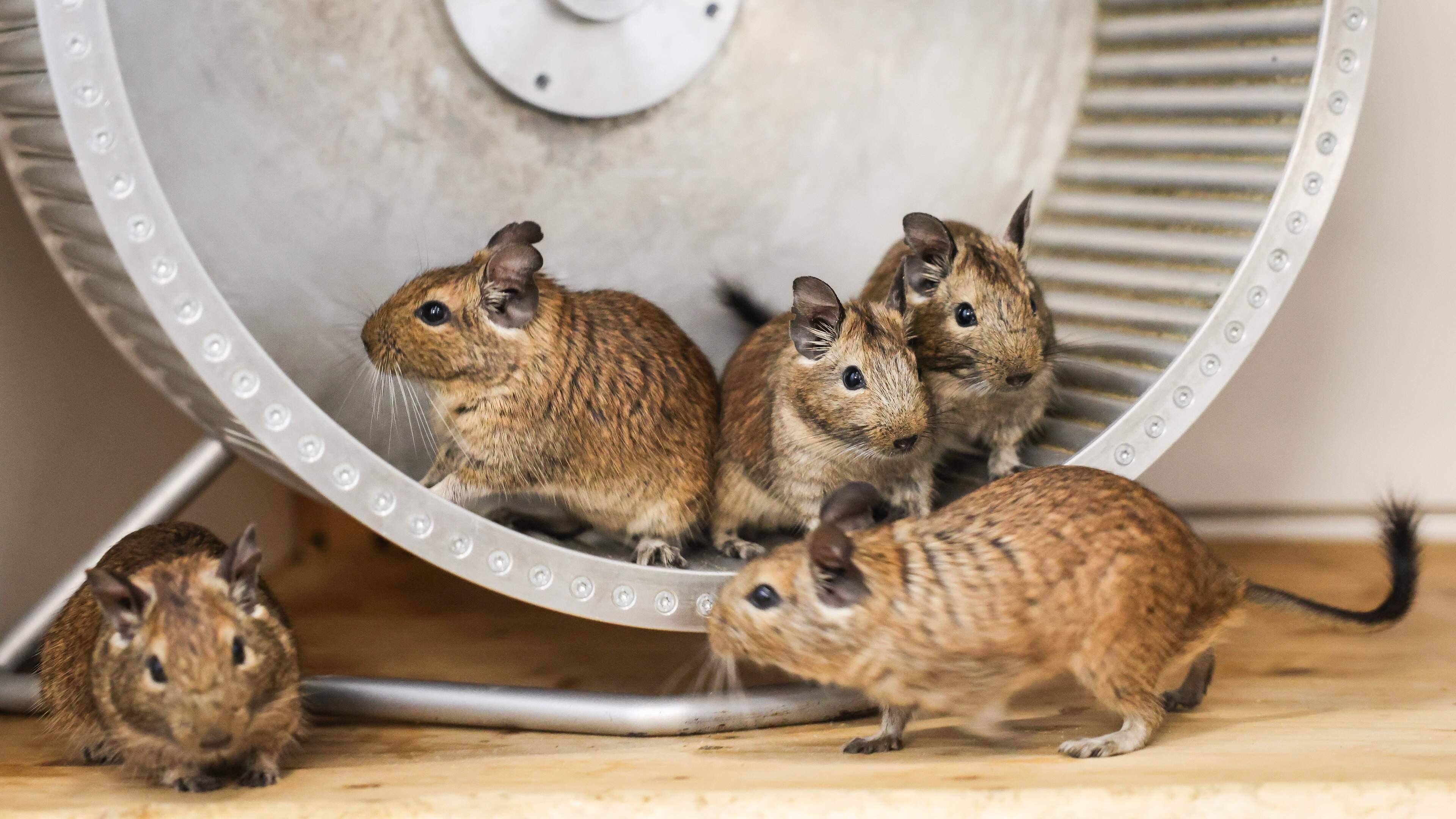 Haarlem Court of Audit orders investigation into rat nuisance; ‘effective and structural approach’ potentially at stake