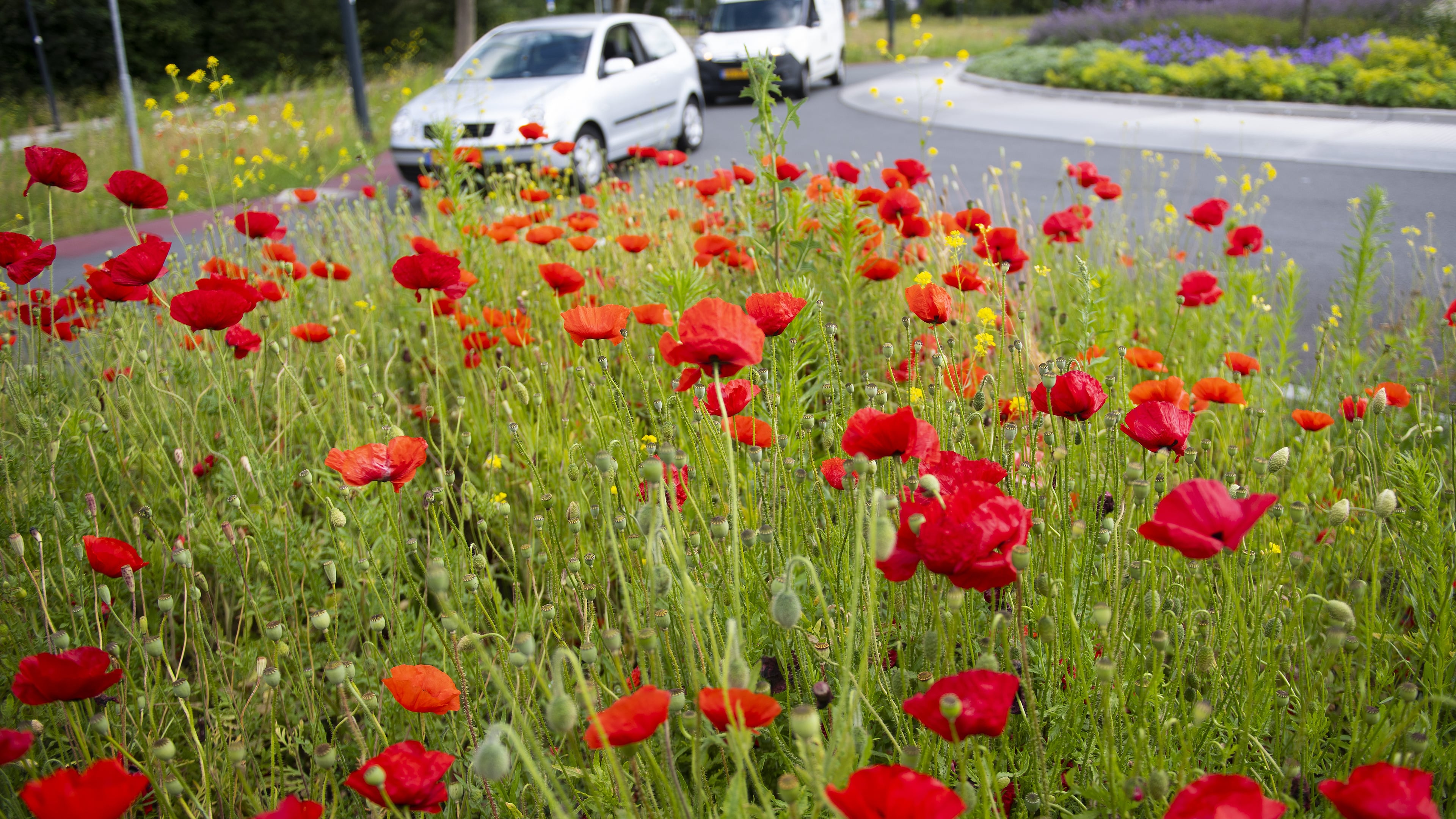 Fully pesticide-free greenery remains unattainable for Haarlem for now