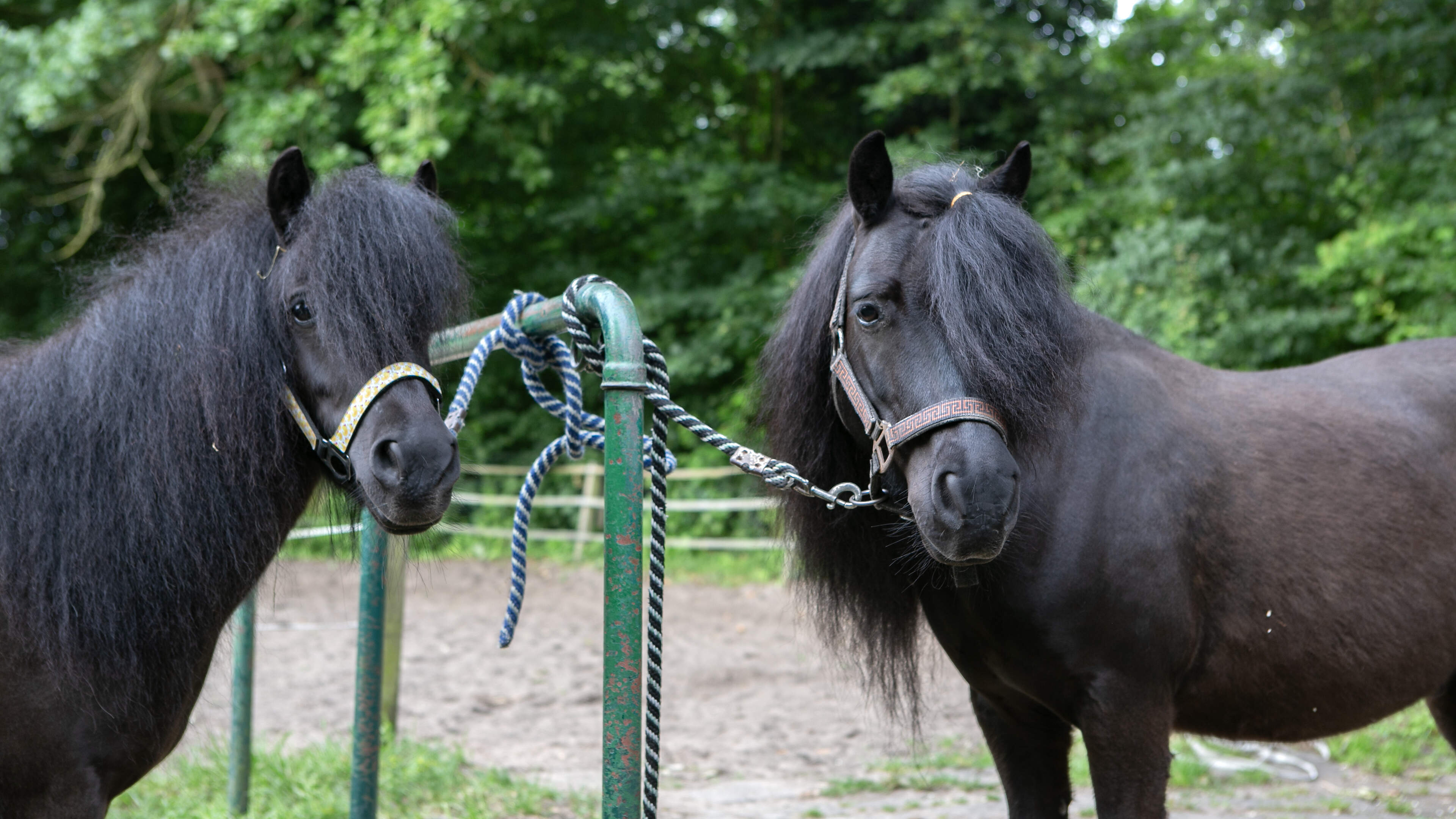 Horse arena in Engelandpark still slated for demolition despite new information: 'Adds little to nothing'