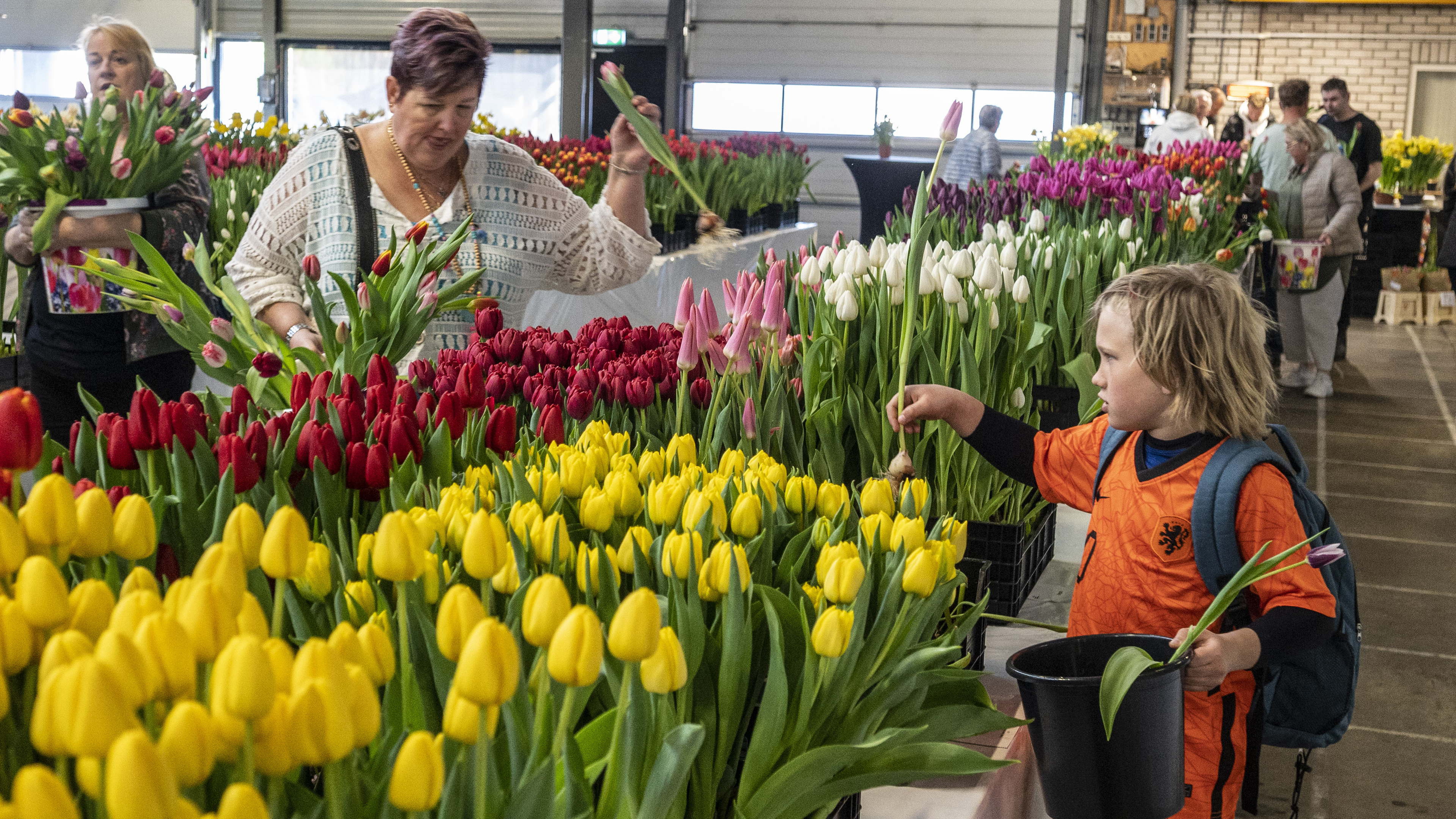 Picking tulips for charity: seventh edition of ‘Pick for children's happiness’ approaching