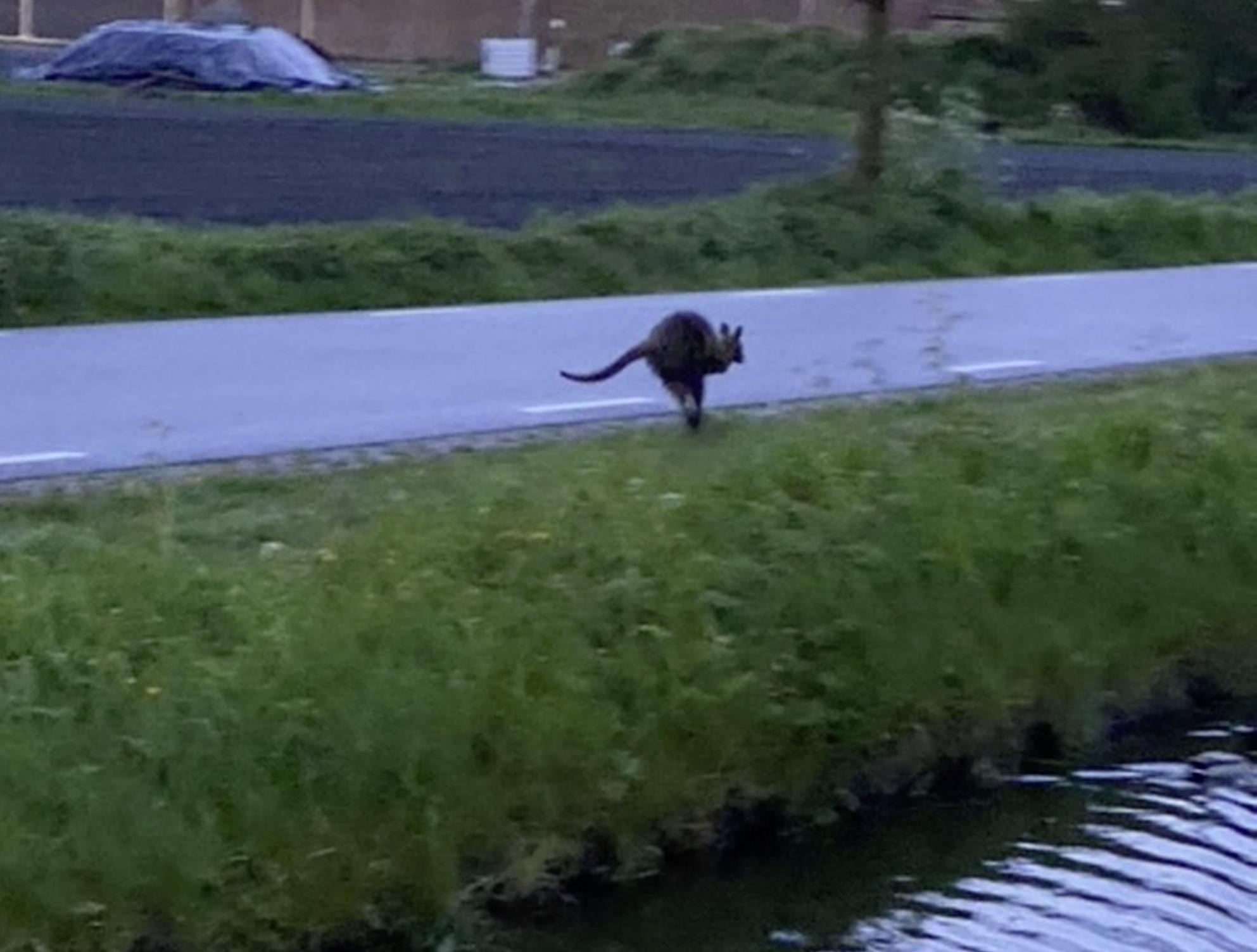 Lisserbroeker spot kangoeroe in de achtertuin: ’Wat is dat voor een grote kat, dat kan toch niet?’ [