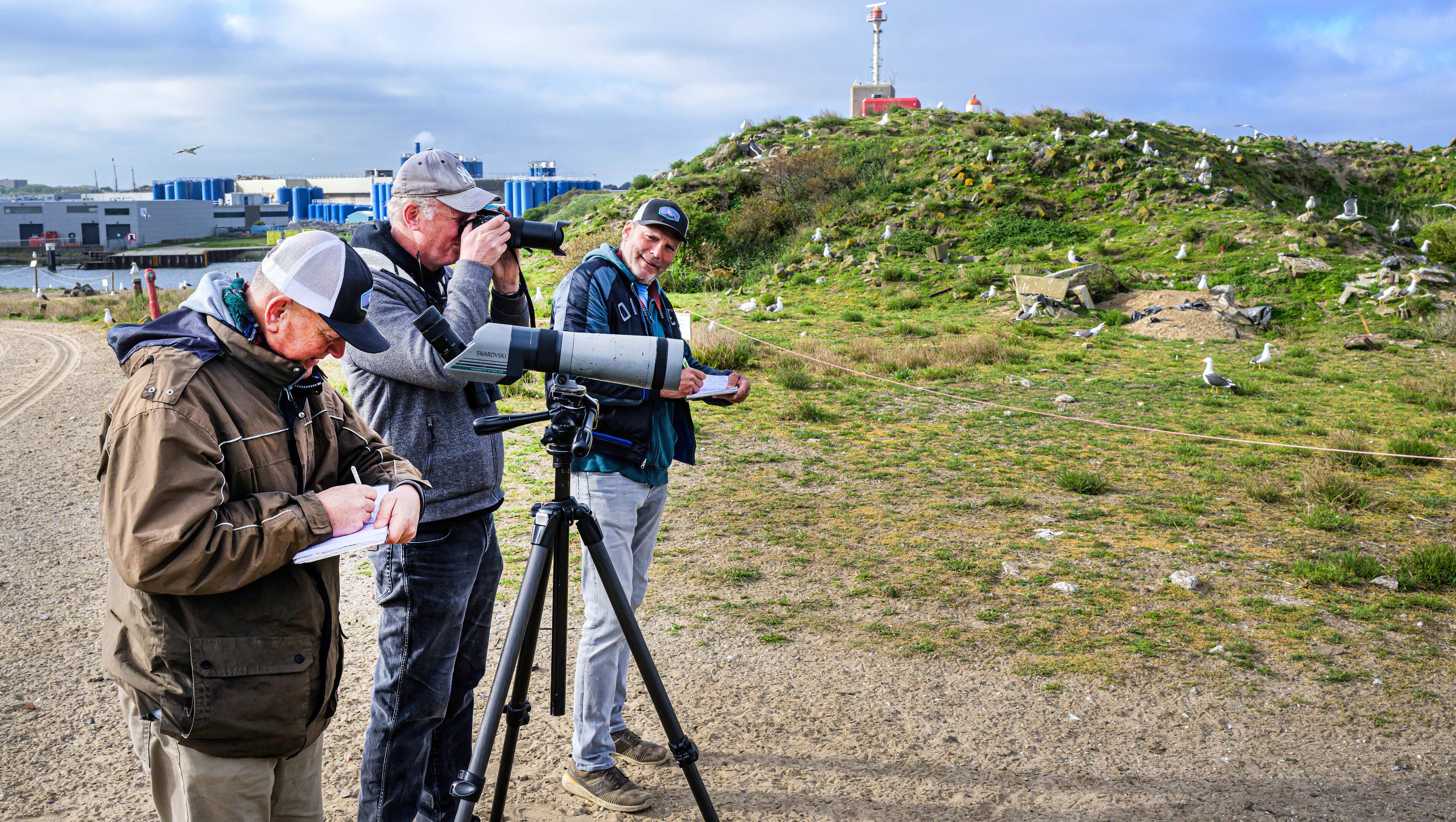 Breeding season begins in Fort Island gull colony. IJmuiden females more well-traveled than males