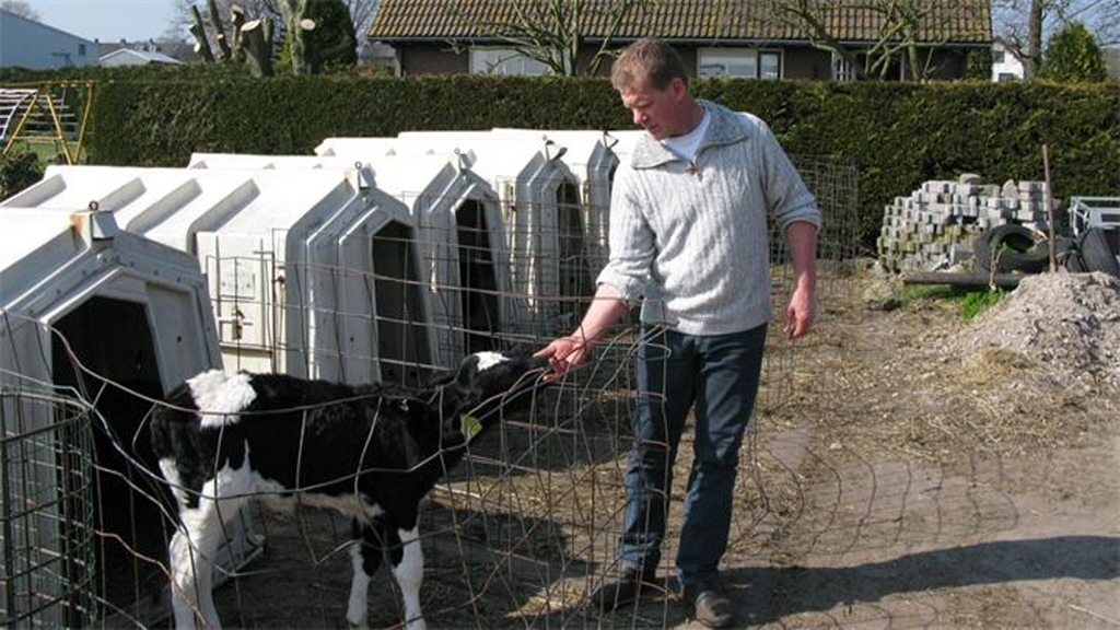 Boer Martin uit Zwaanshoek heeft Wilma