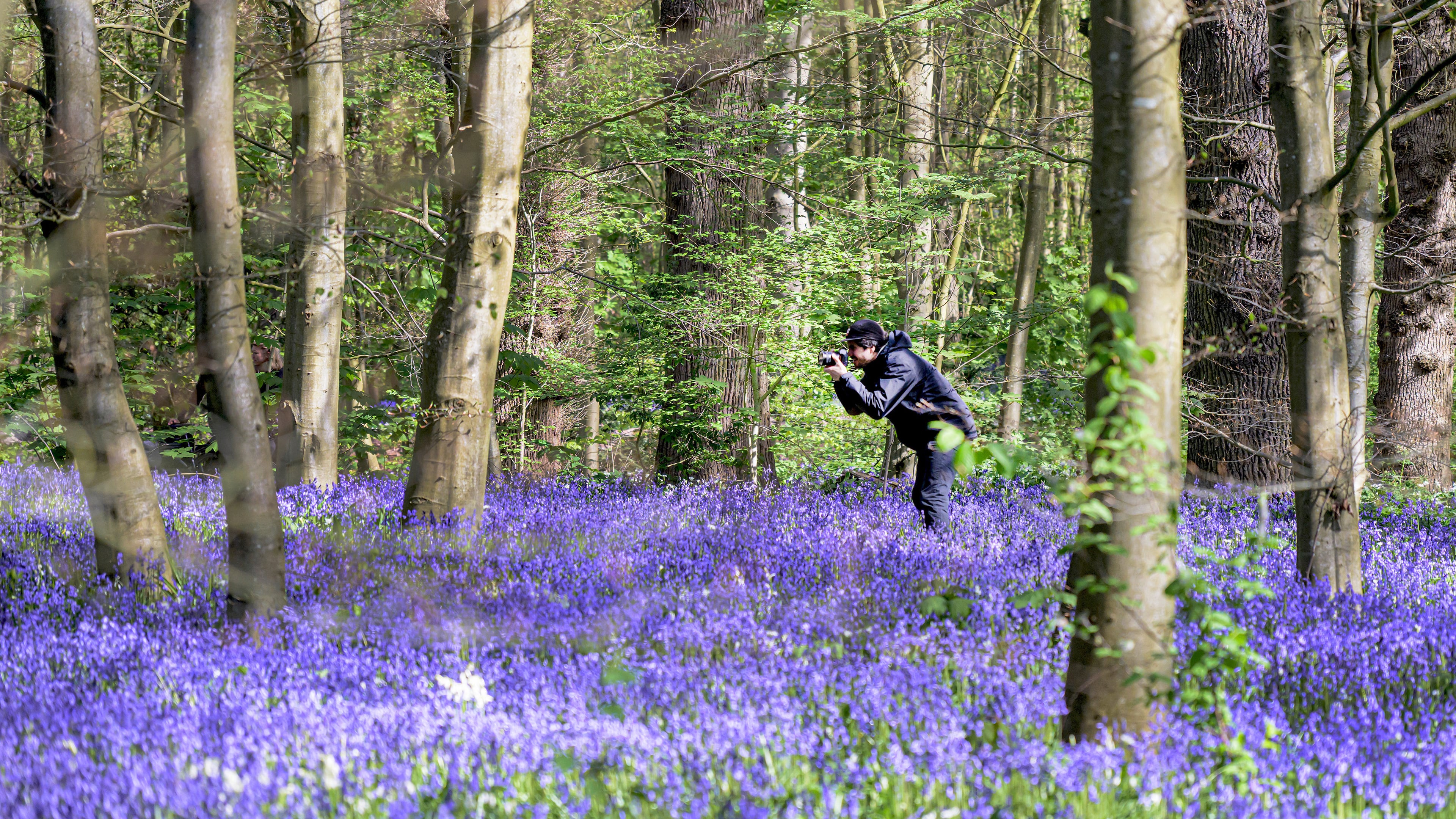 Bluebells and wild garlic transform Duinvliet into a blue-white fairytale forest: ‘Enjoy it, but stay on the path’
