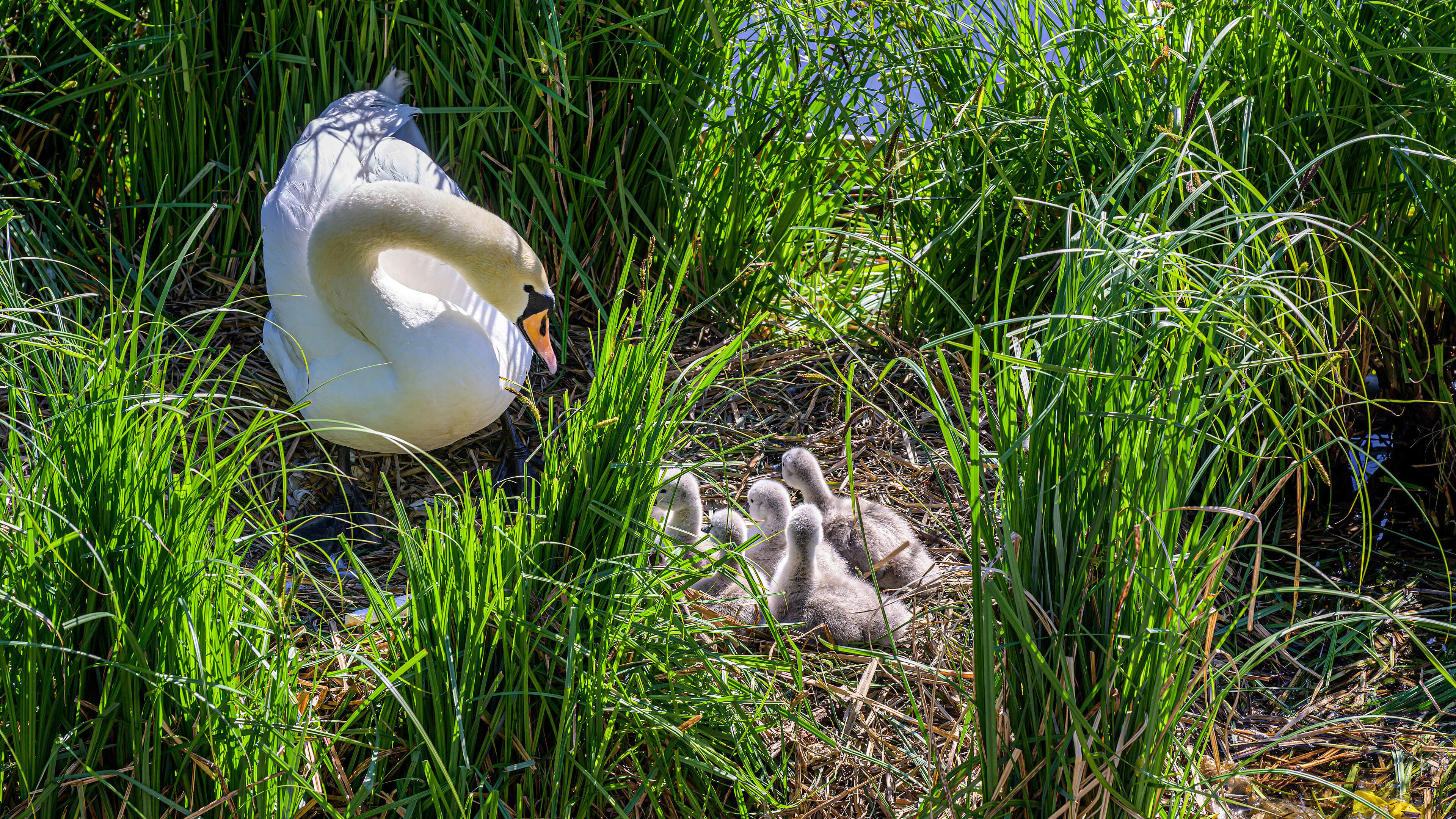 Cygnets born at Zuider Buiten Spaarne despite stone-throwing youths: 'Born safely'