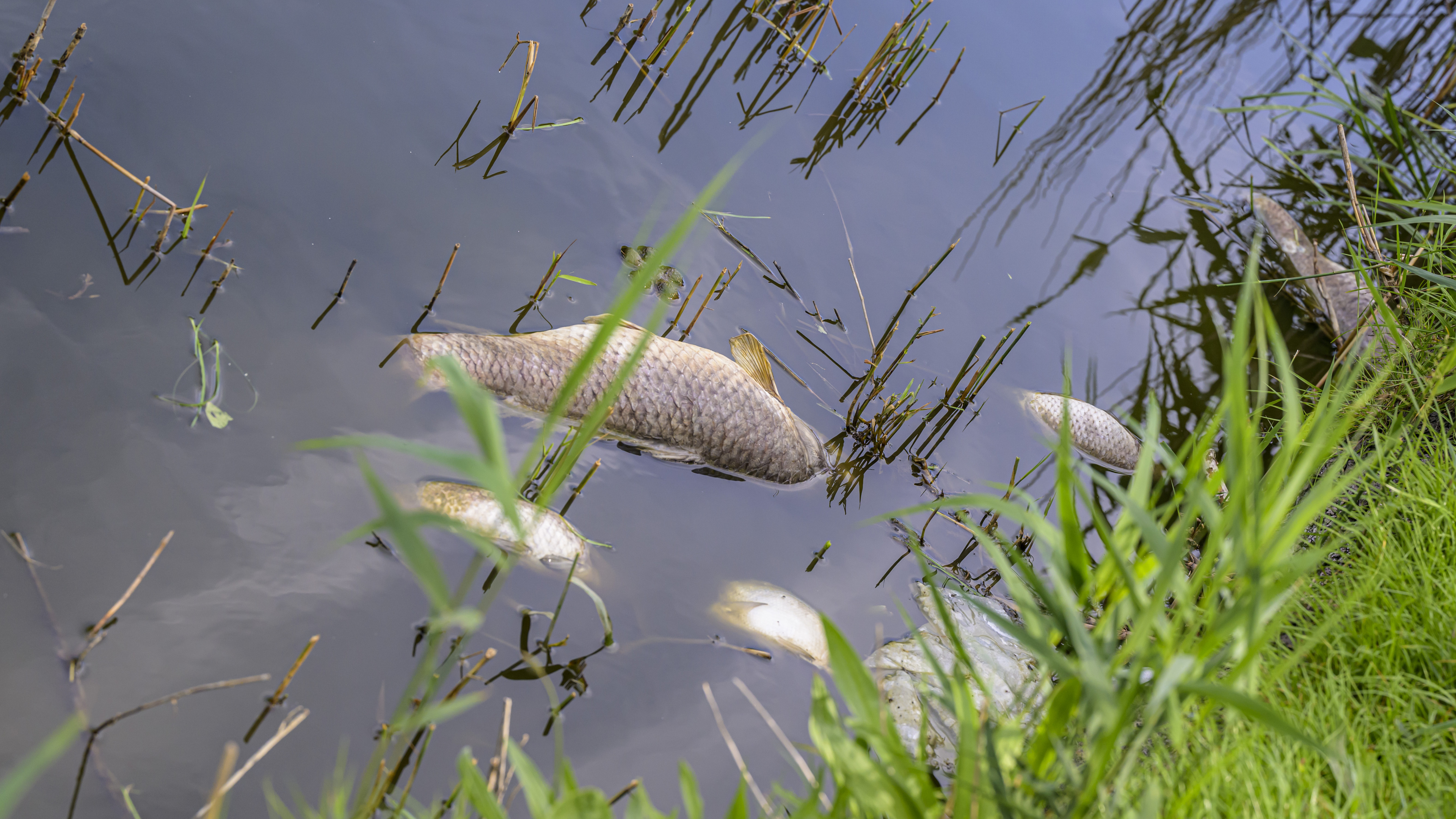 'Significant amount' of dead fish in the Spaarne due to oil in water: 'Important that it doesn't spread further'
