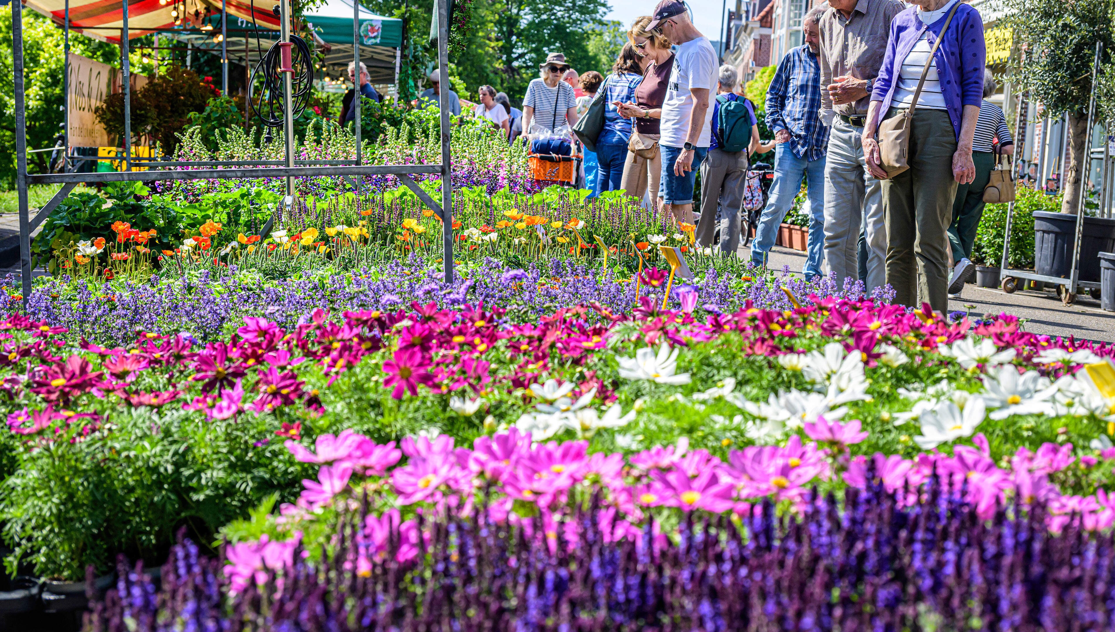 Pot market turns Haarlem green with stalls full of plants and flowers