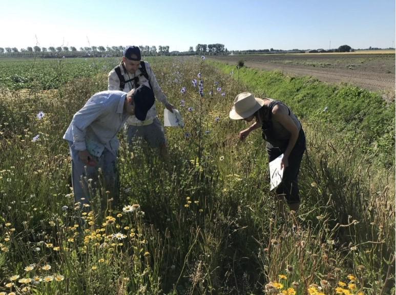 Bloemrijke randen van akkers zijn nuttig voor boeren, project kijkt naar mogelijkheden in Haarlemmer