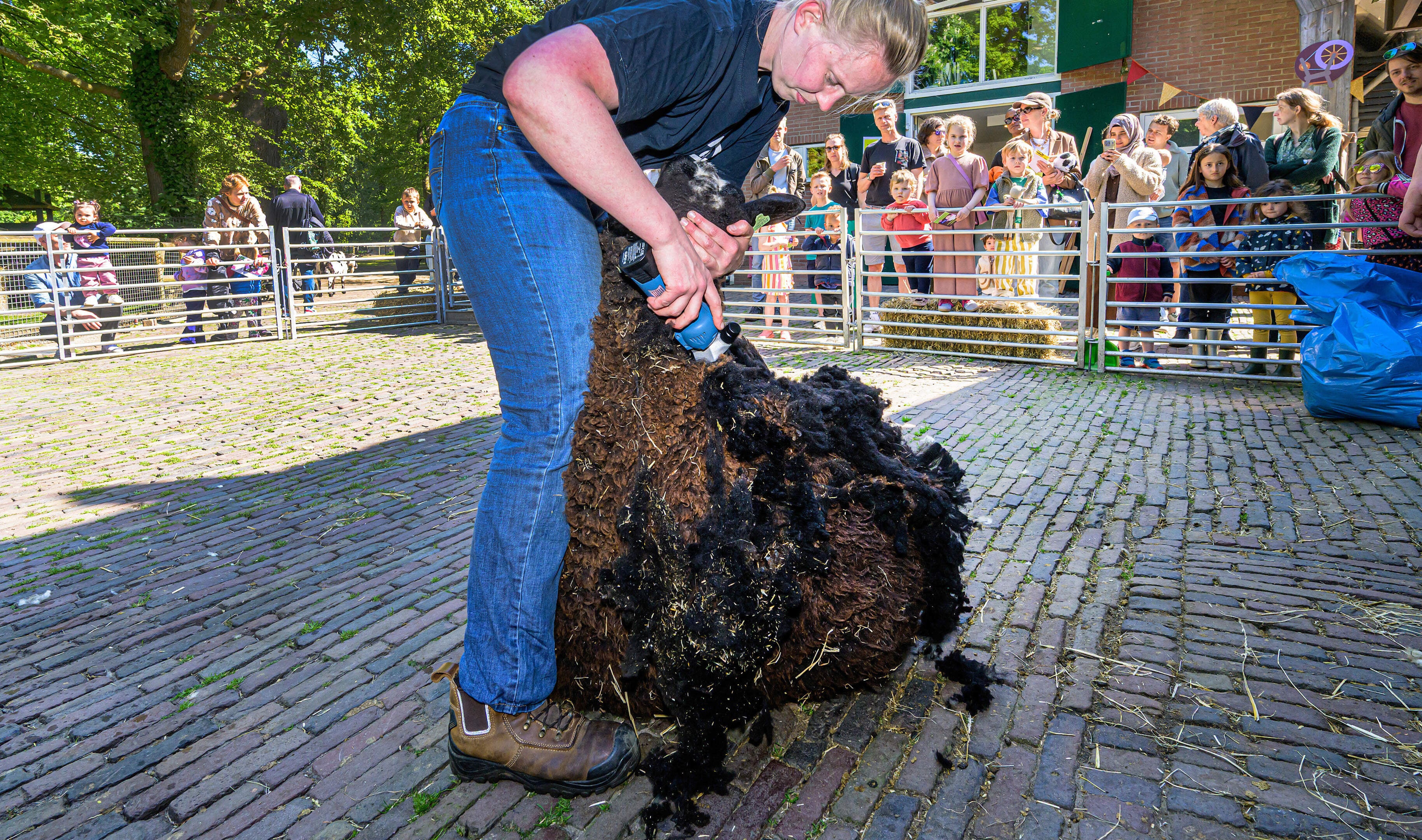 Five sheep get summer haircuts in Haarlemmerhout: from thick fleece to airy look in minutes