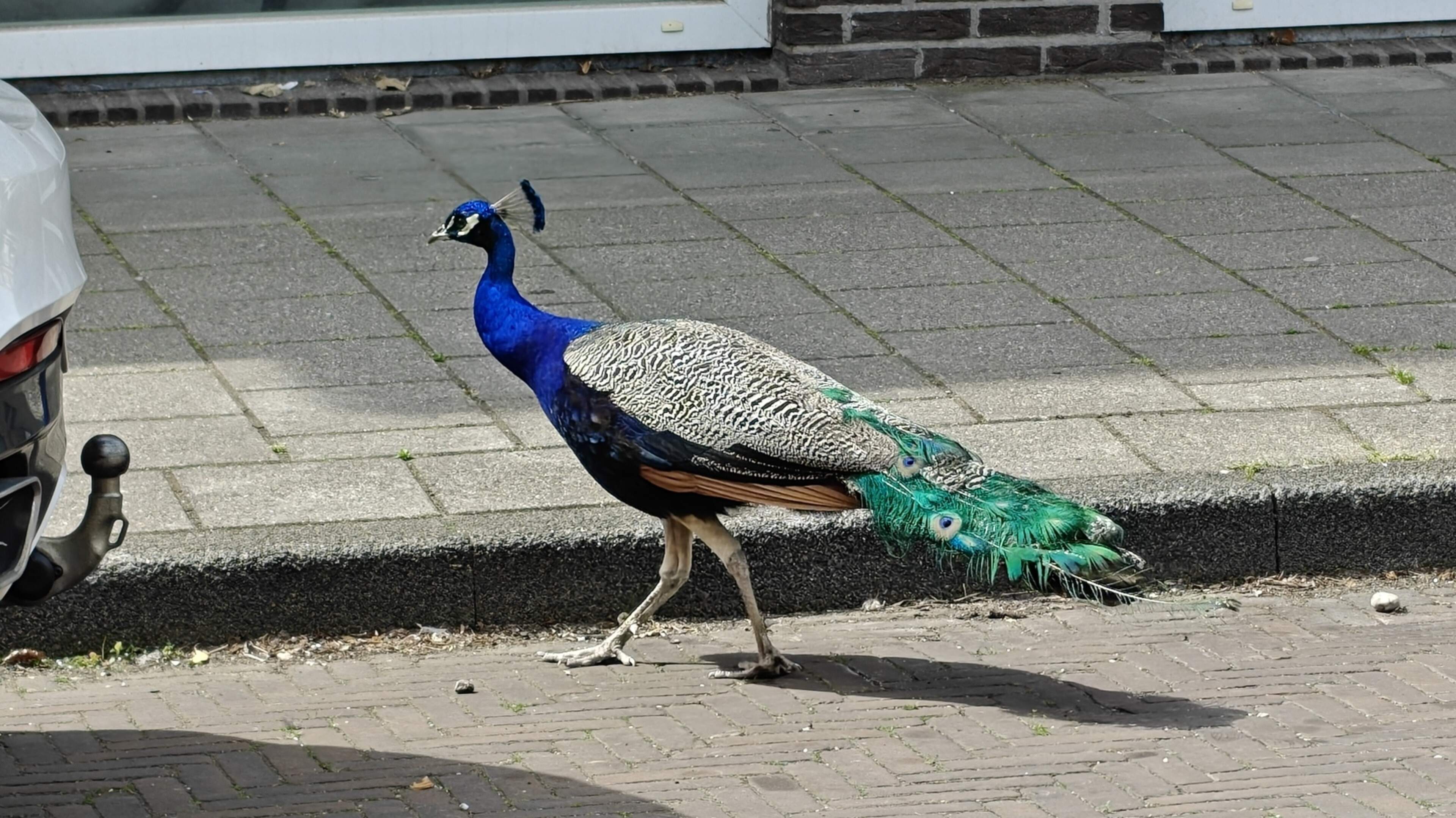 Brazen peacocks exploring Haarlem for weeks: 'They walk into shops'