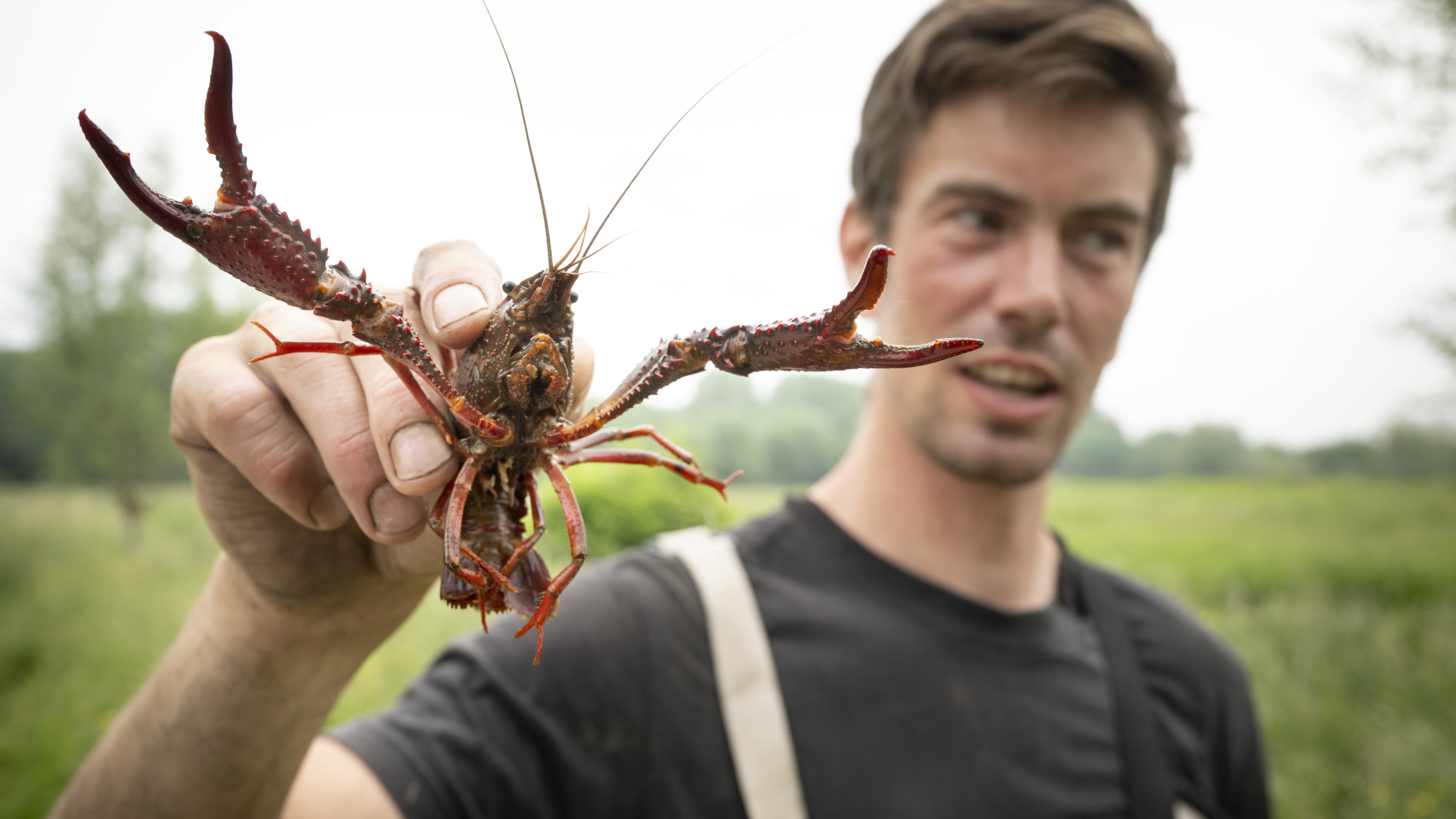 Government must take action, say desperate water managers: 'My neighbor caught 987 crayfish in one pond'