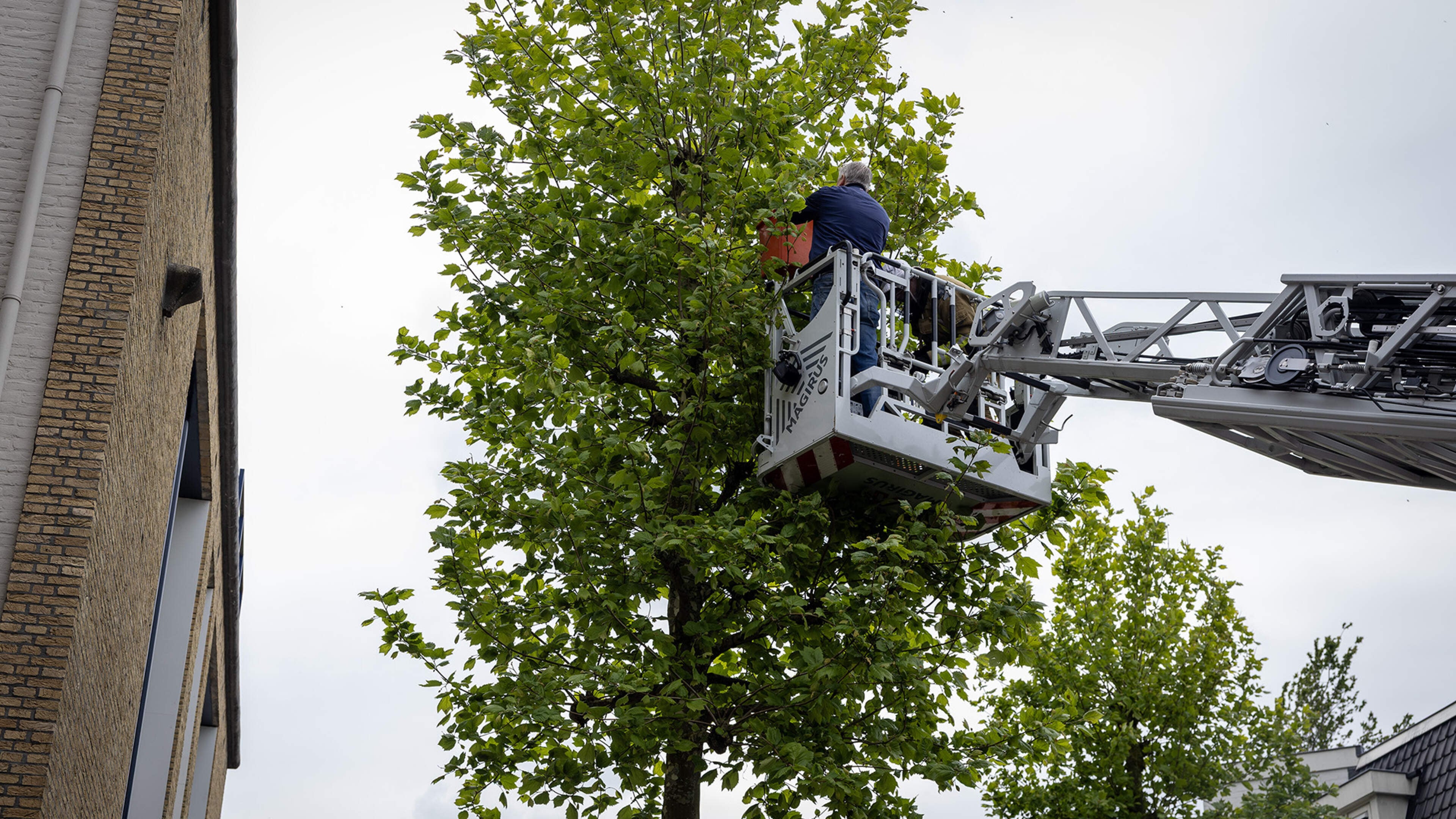 Large swarm of bees causes commotion in Heemstede shopping street