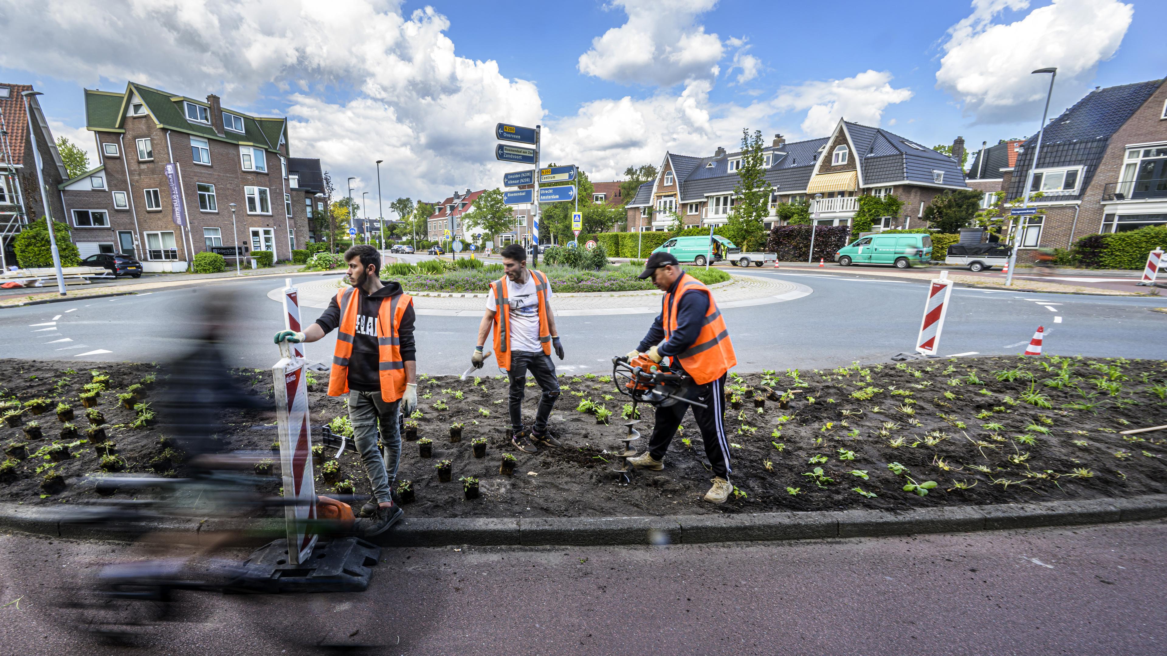 ’Levend landschap’. Rotonde Verspronckweg in Haarlem vergroend met inheemse planten