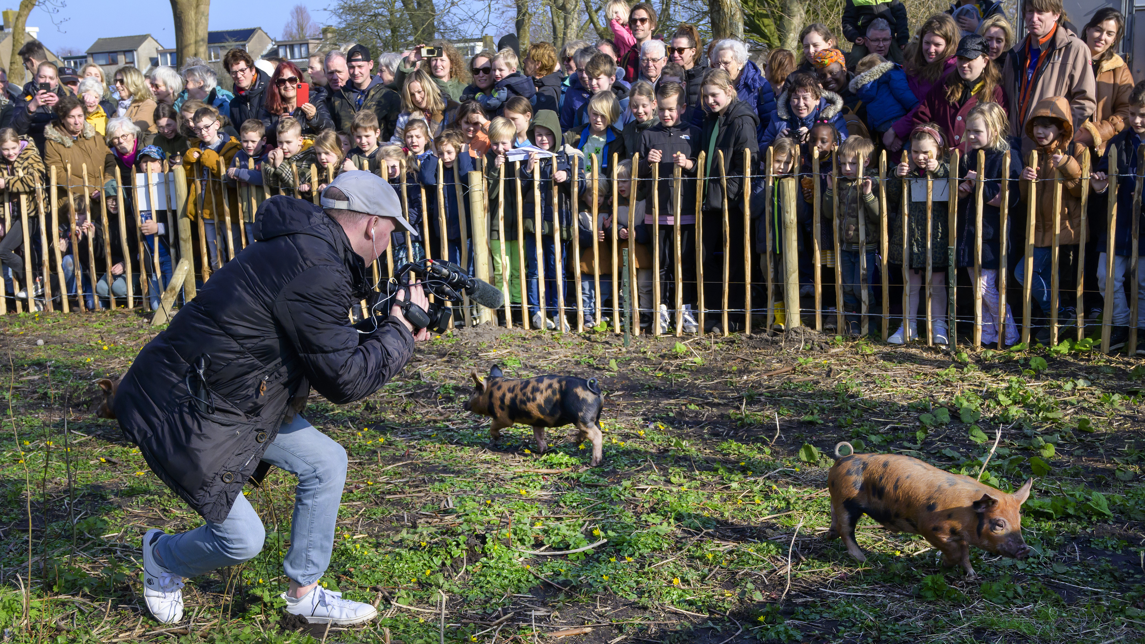 New piglets to start at new spot in Elsbroekpark from Friday