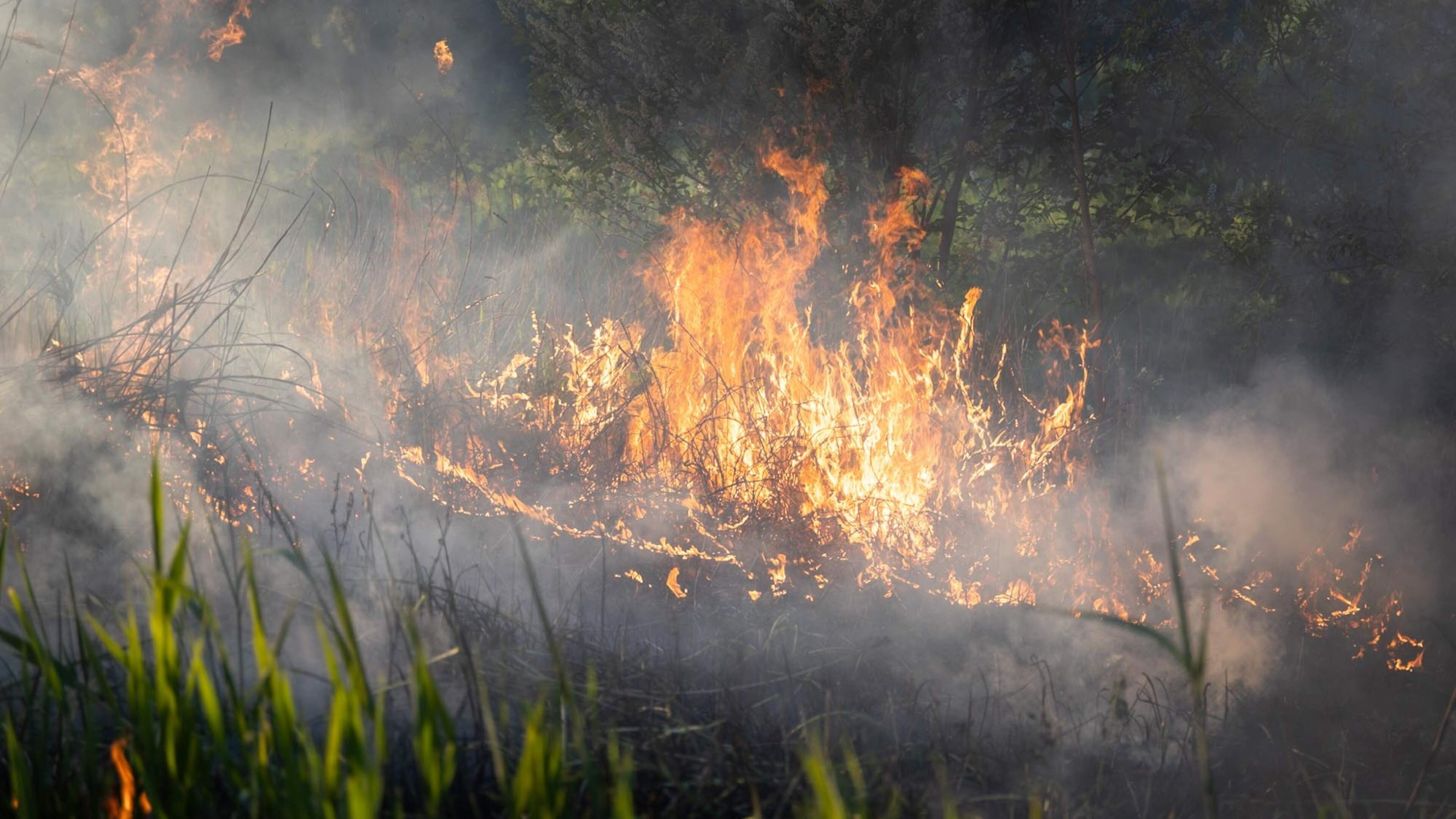 Major reed fire with heavy smoke on Liewegje in Haarlem