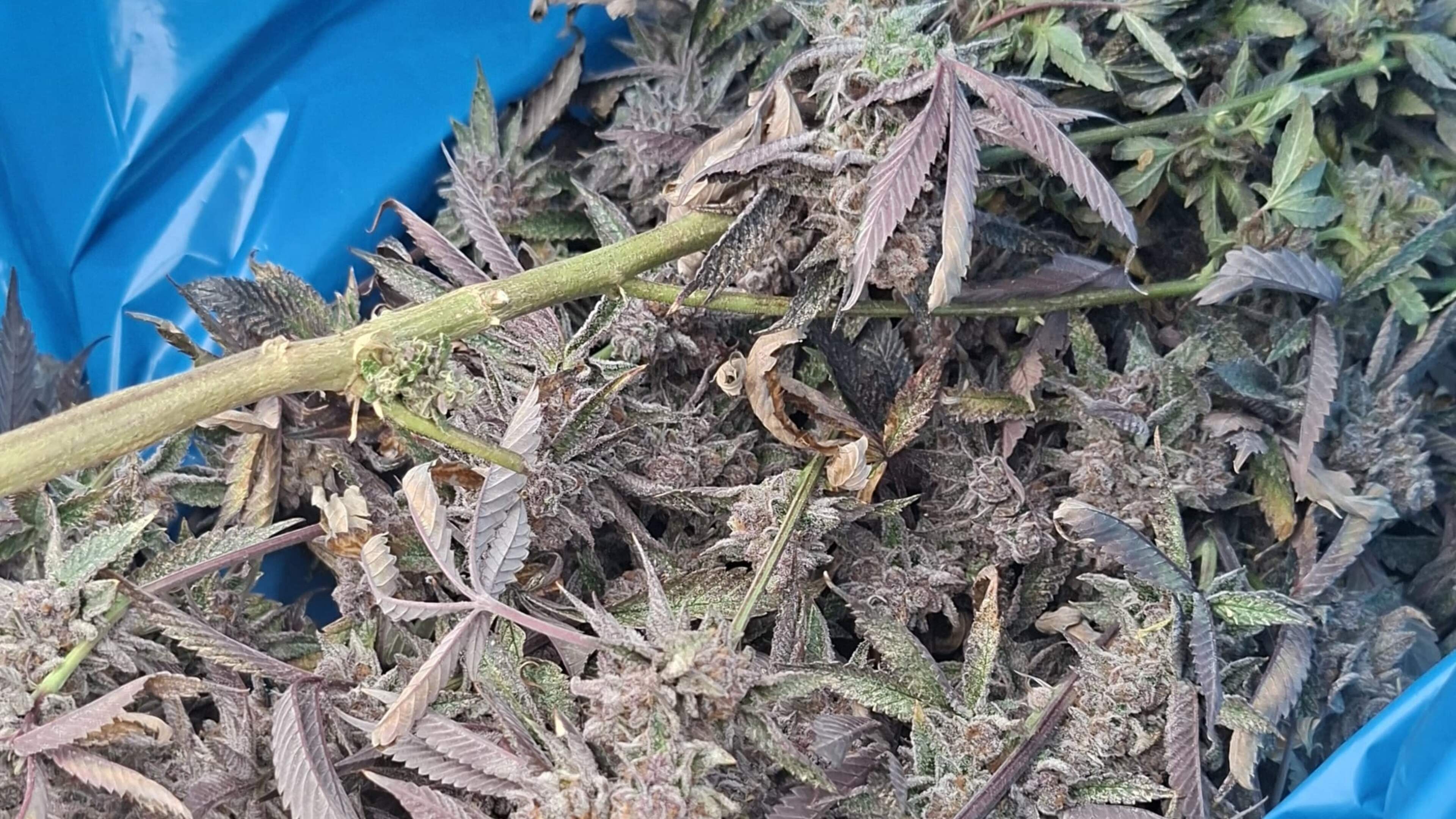 Cannabis farm dismantled in Cruquius business premises, one arrest