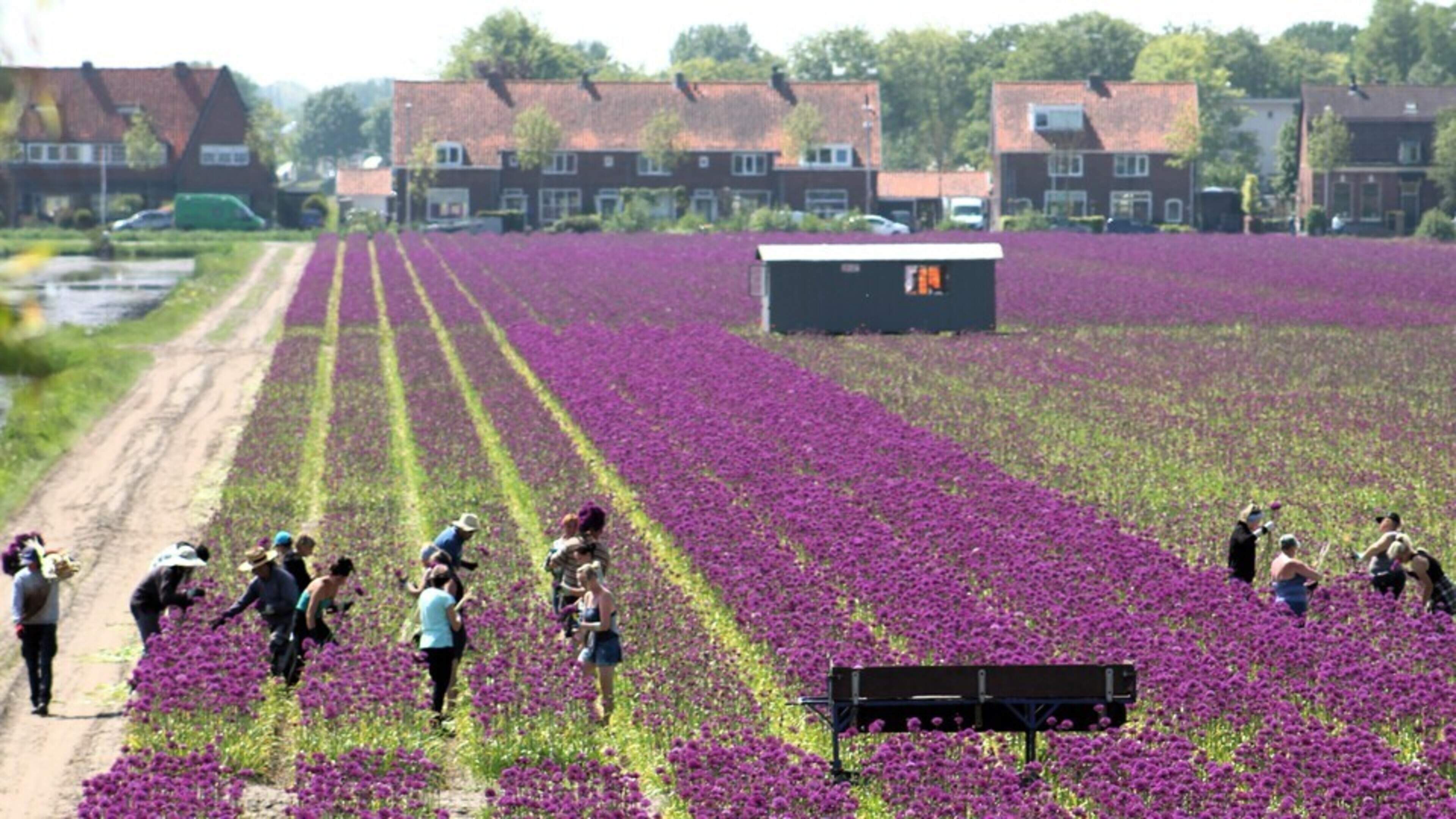 Preserving bulb fields while creating more housing: the choices for young people in Hillegom