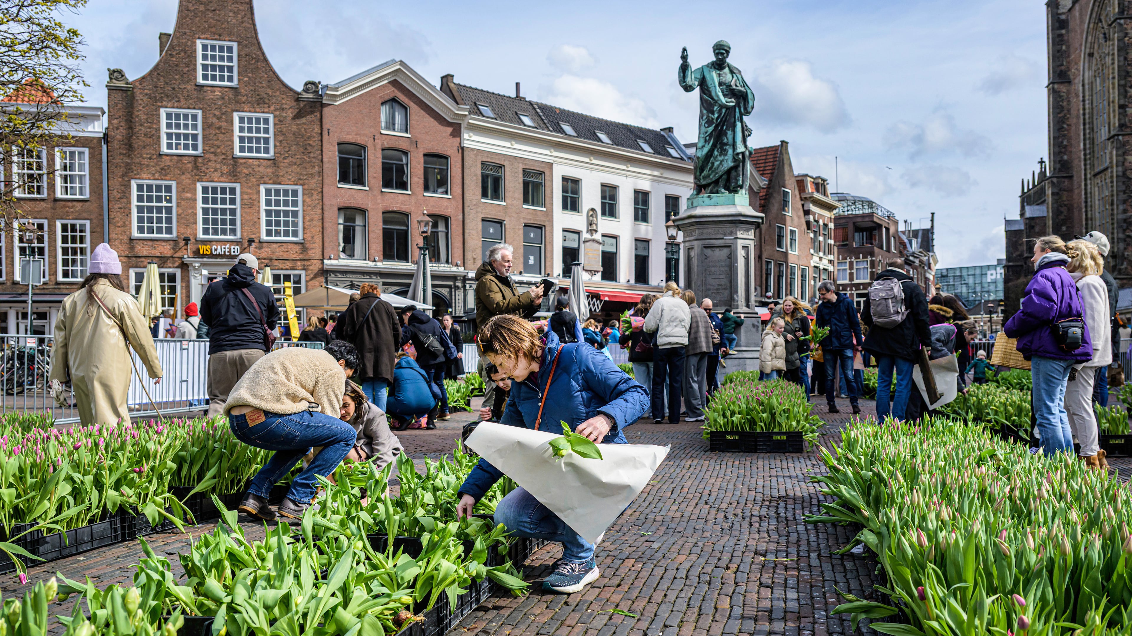 Pick your own tulips, 'just' on the Grote Markt