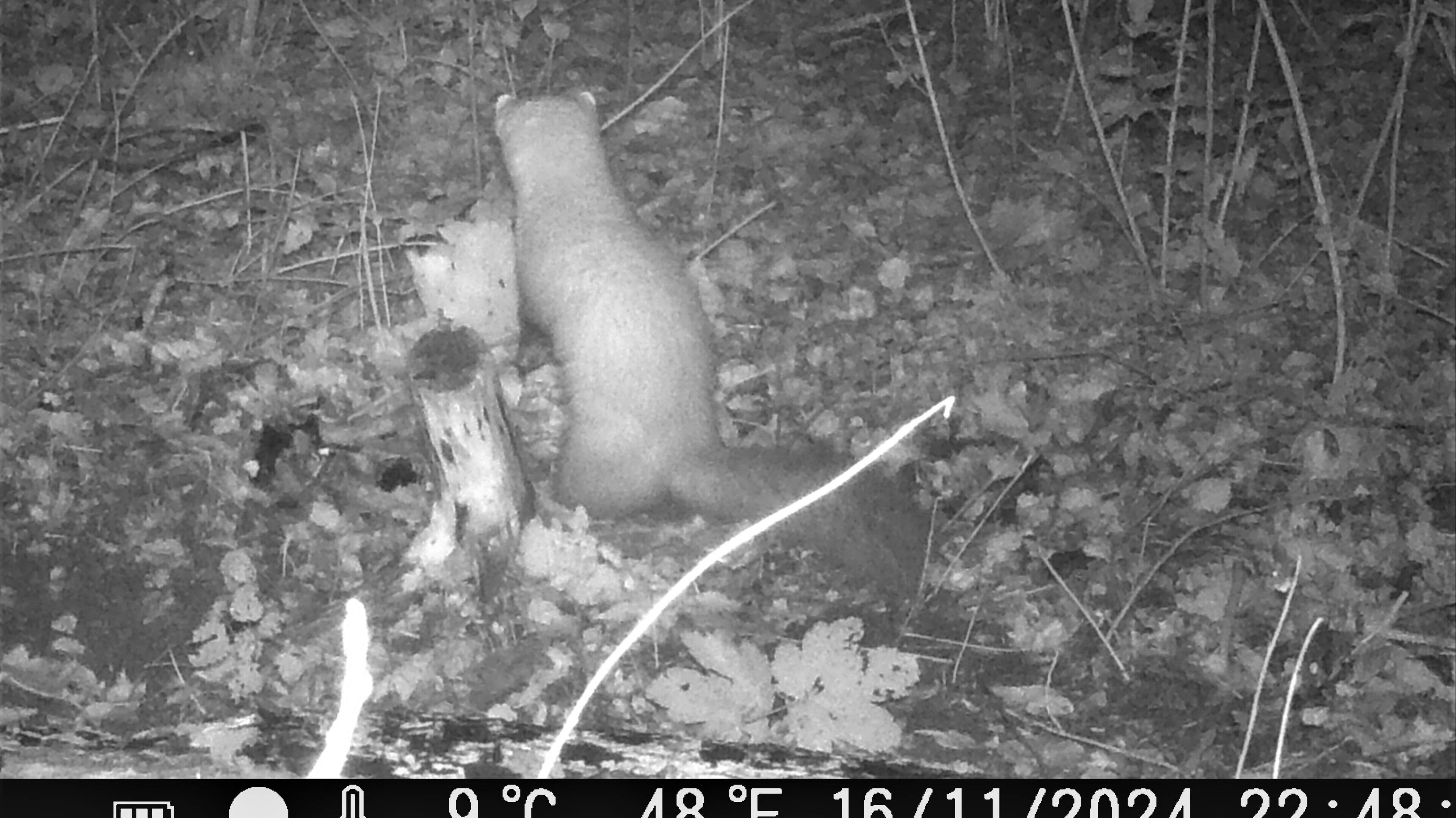 Questions remain after discovery of beheaded swan: ‘Unlikely a stone marten is responsible’