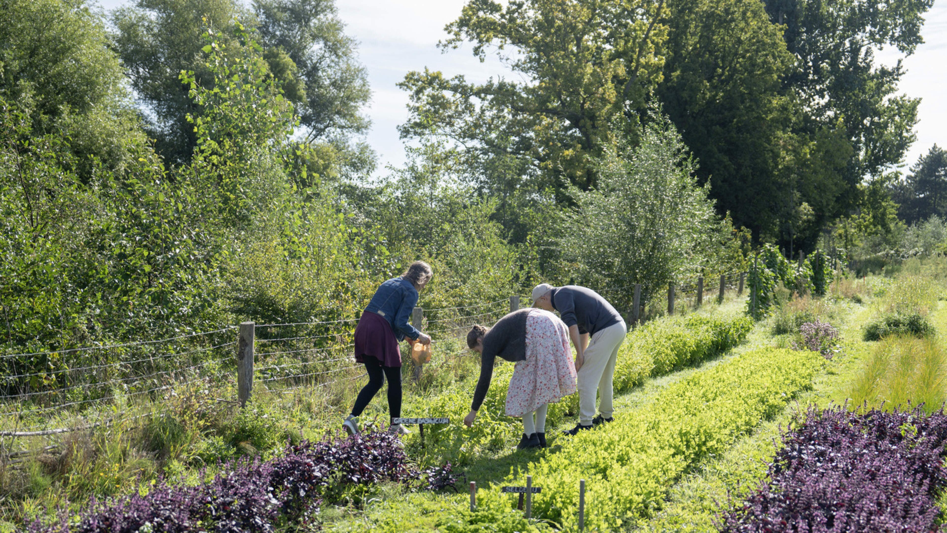 Plant market at Wickevoorter Urban Farmers in Cruquius: from verbena to lettuce plants