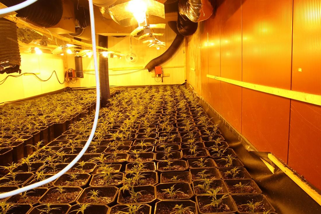 Lisserbroekers aangehouden na vondst wietplantage in Lisse