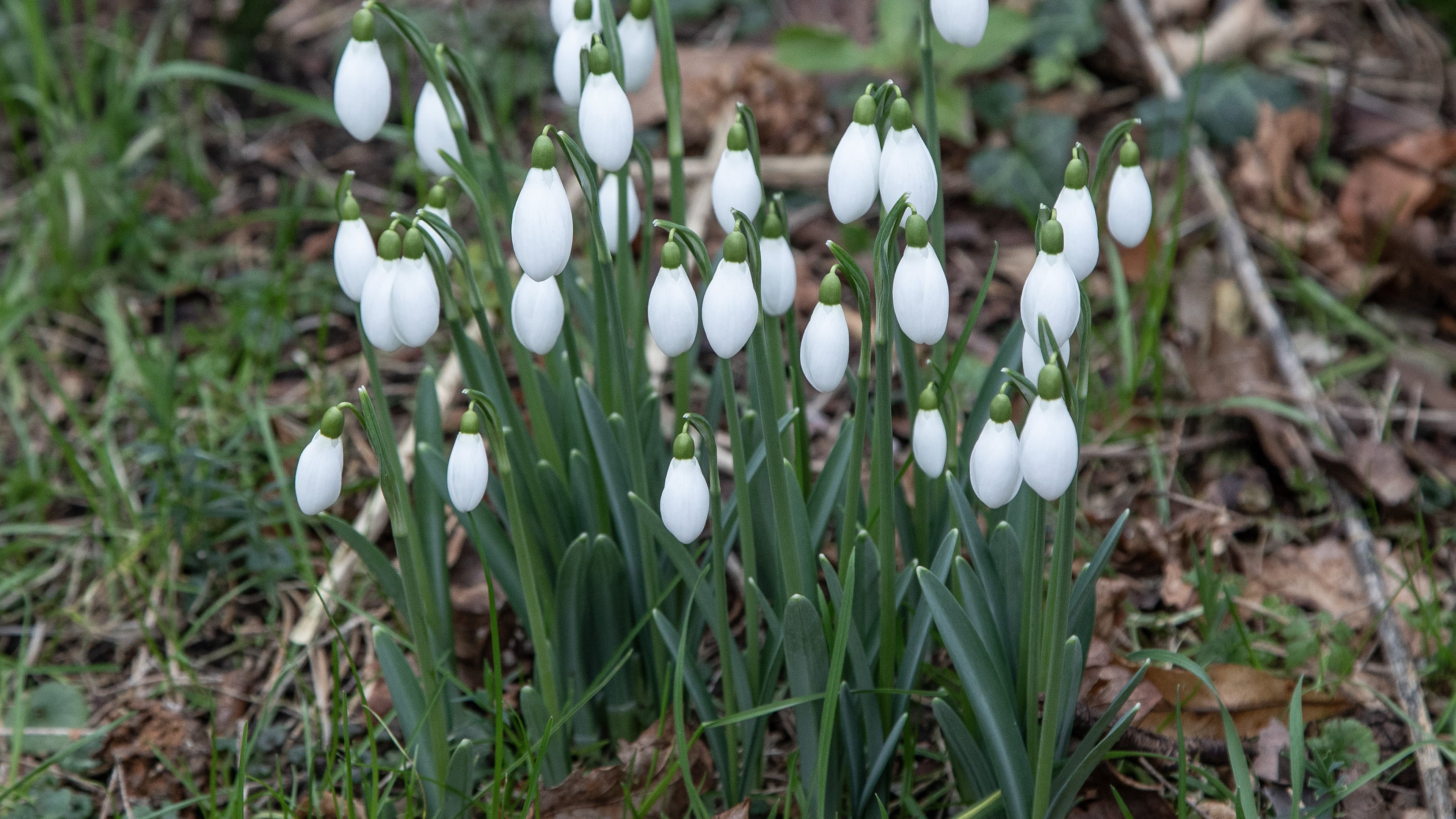 Snowdrop walk in Thijsse's Hof