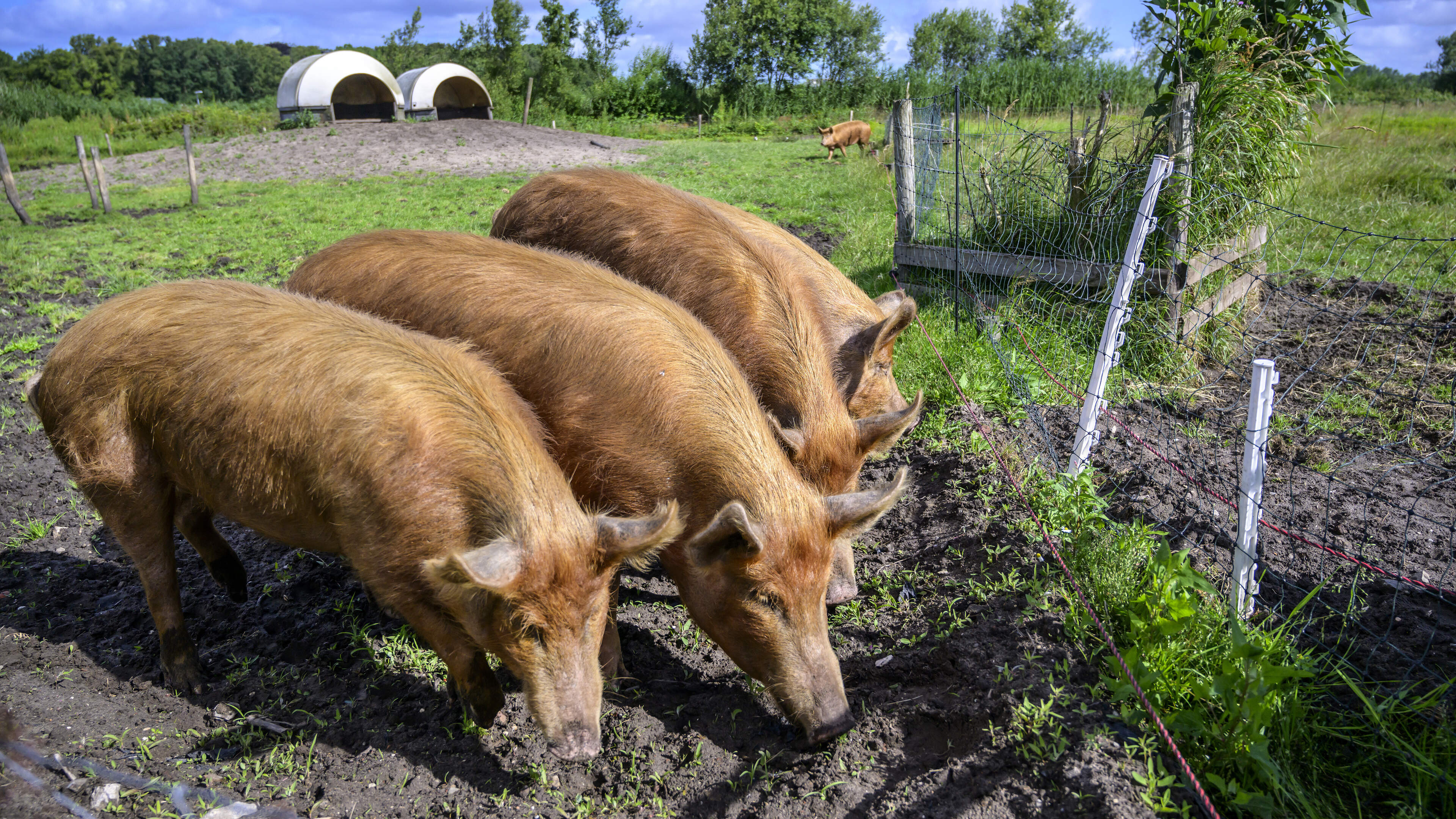 Seven unique gardens to be admired during Groei & Bloei Zuid-Kennemerland Open Garden Day