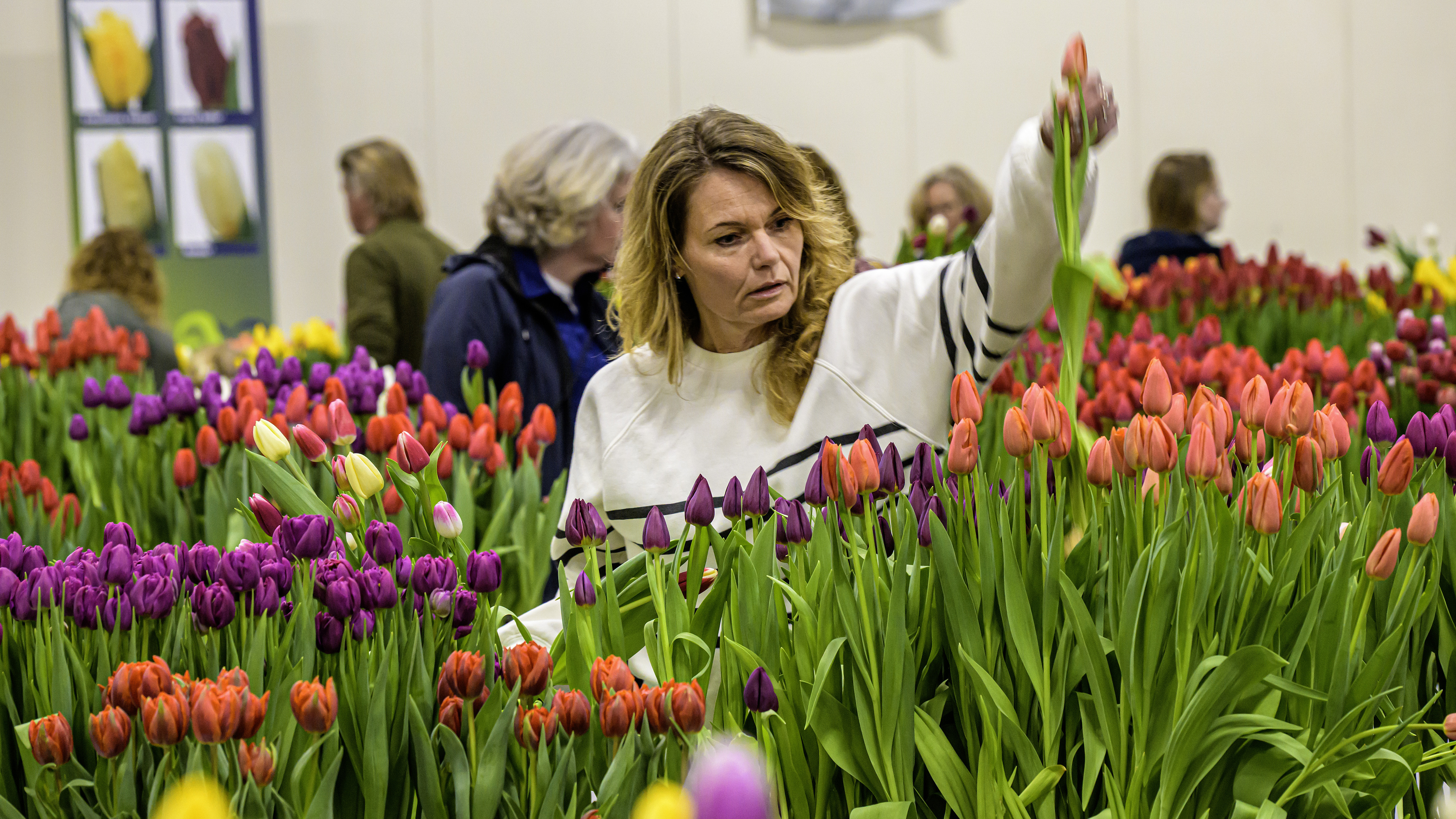 Picking tulips for charity: 'People love having flowers in their homes in spring'
