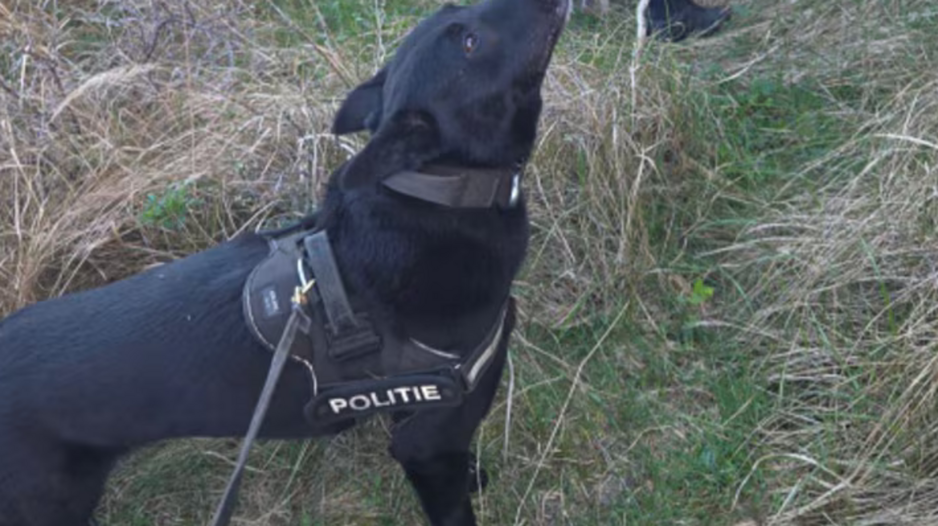 Teens arrested thanks to police dog Joop after motorcycle theft in Overveen