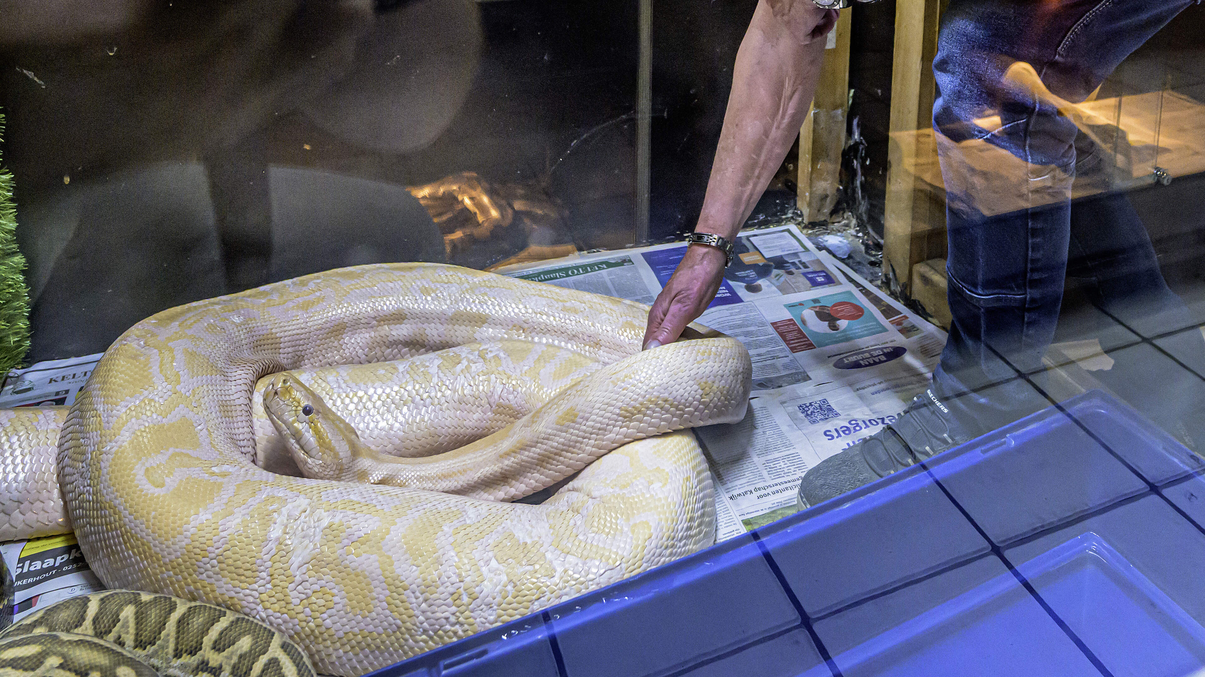 Carolientje, a six-meter python, moves to Zwanenburg reptile shelter after losing her home in Enschede