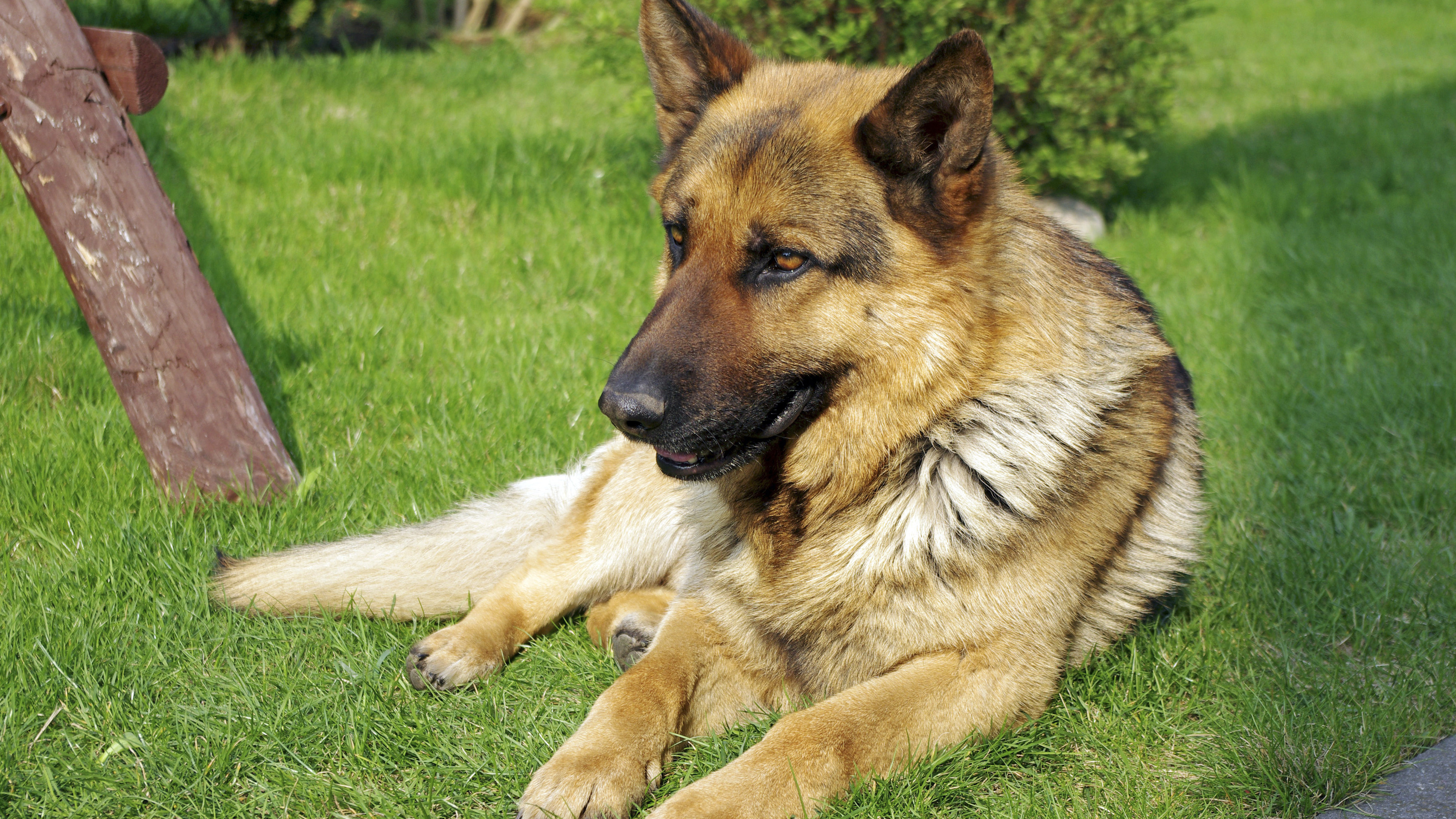 Haarlem woman sues to get her dog back: 'She is a family member, not movable property you just dispose of'