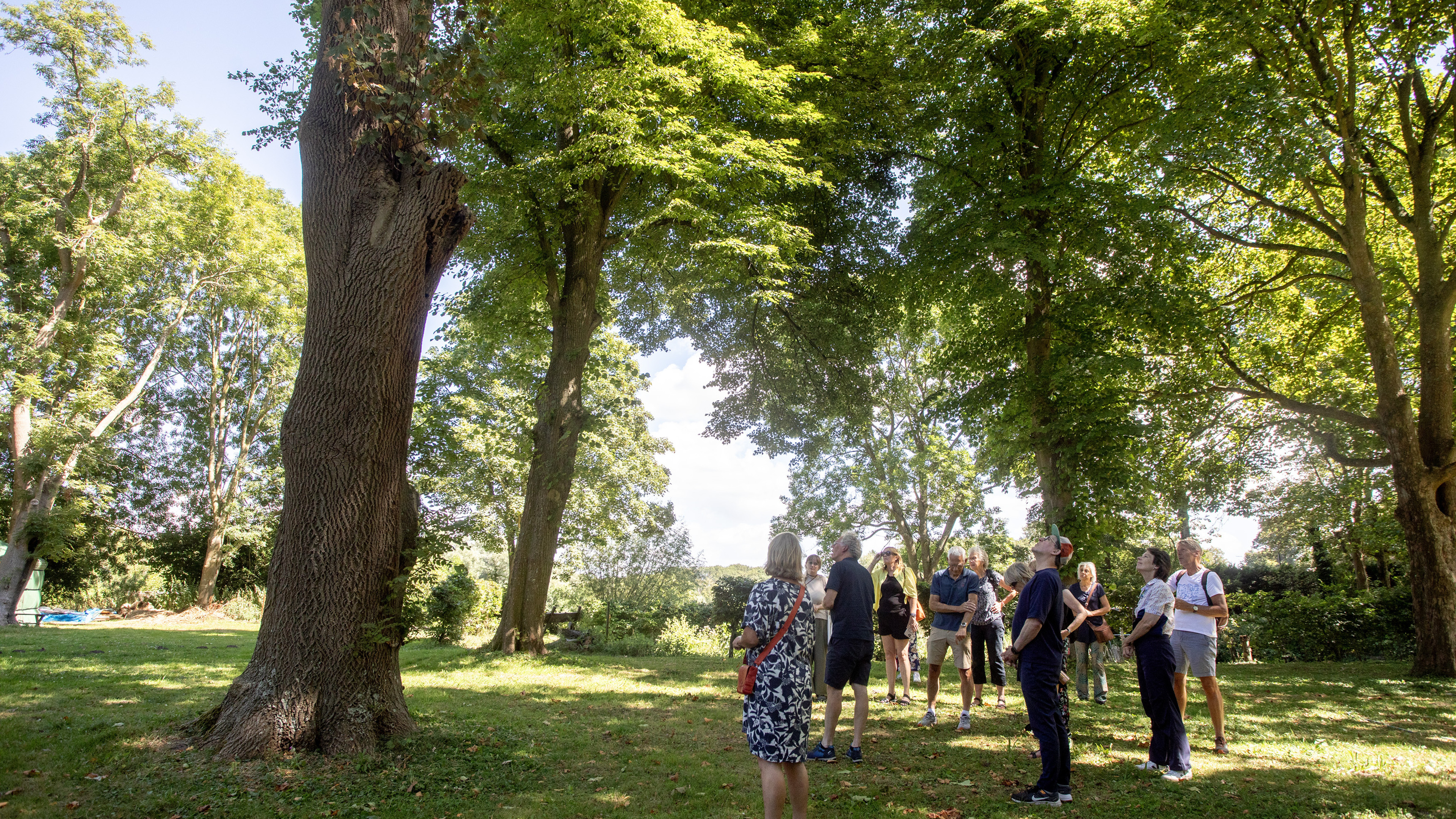 IVN verkent natuur rondom Ruïne van Brederode in Santpoort-Zuid. ‘Een beuk houdt niet van felle zon’
