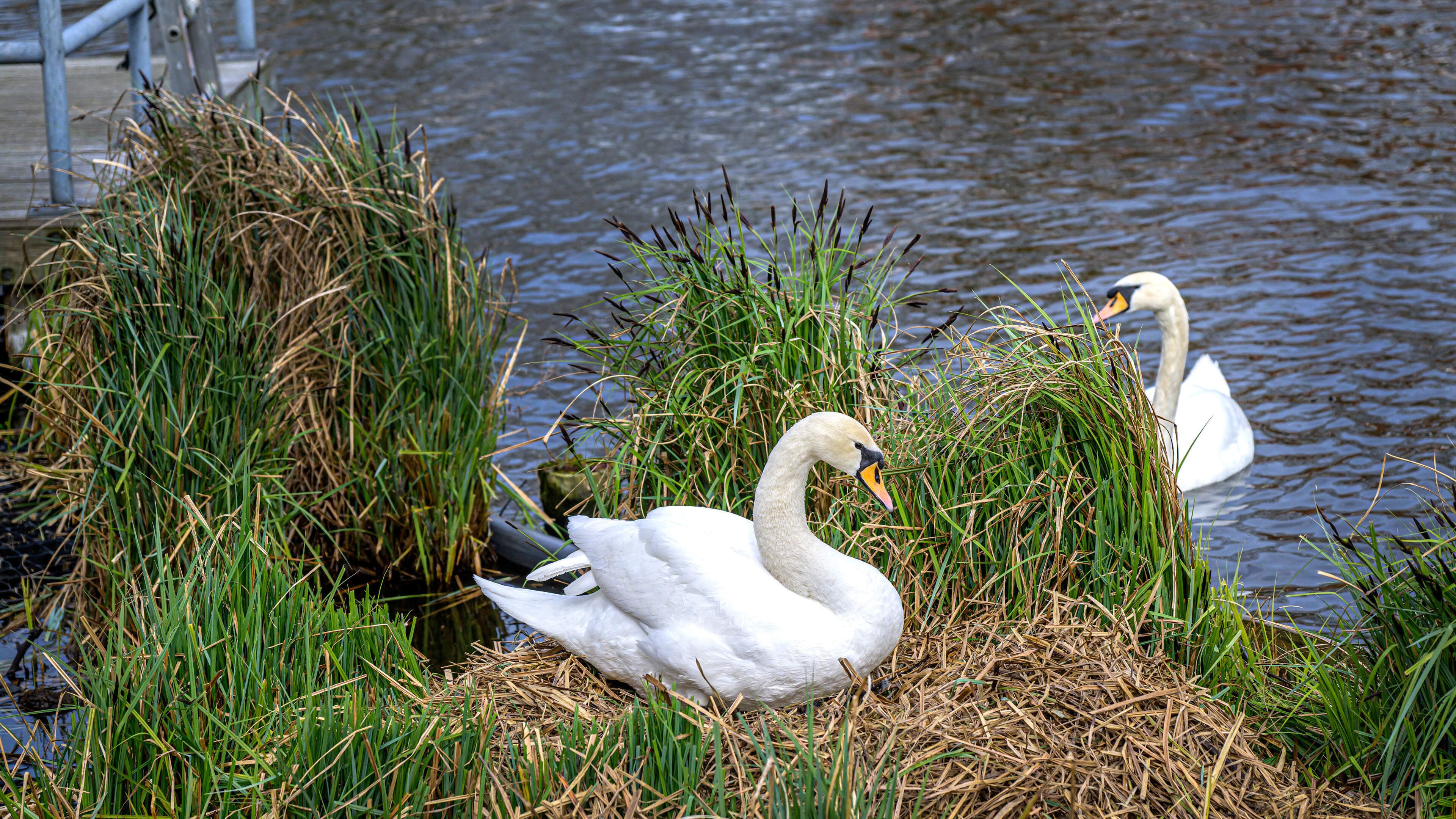 PvdD angry: Haarlem fails to protect nesting swans from stone-throwers. ‘Some sticks and chicken wire, how hard can it be?’