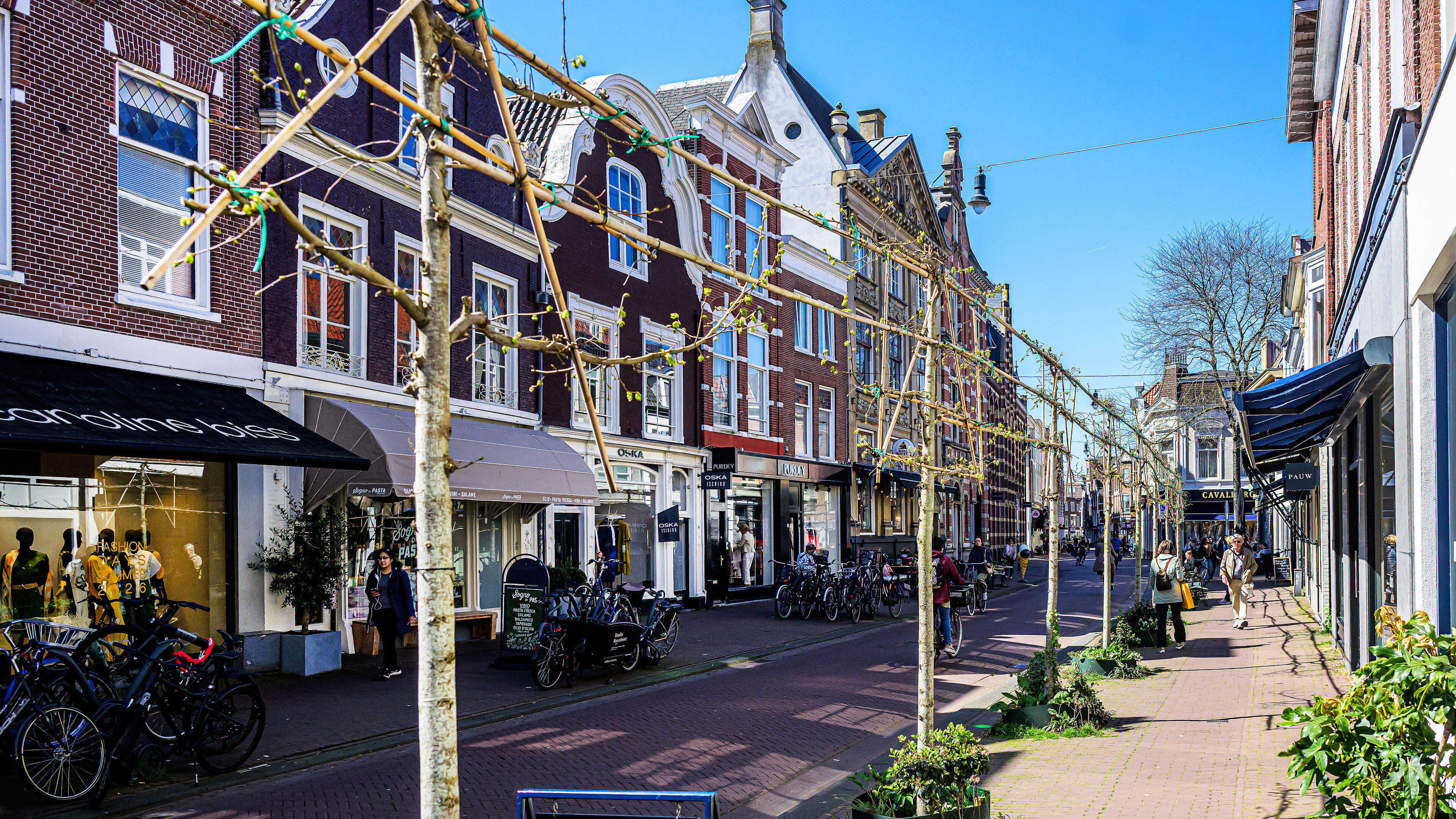 Pleached lime trees in Zijlstraat saved at the last minute: property owner postpones removal until further notice
