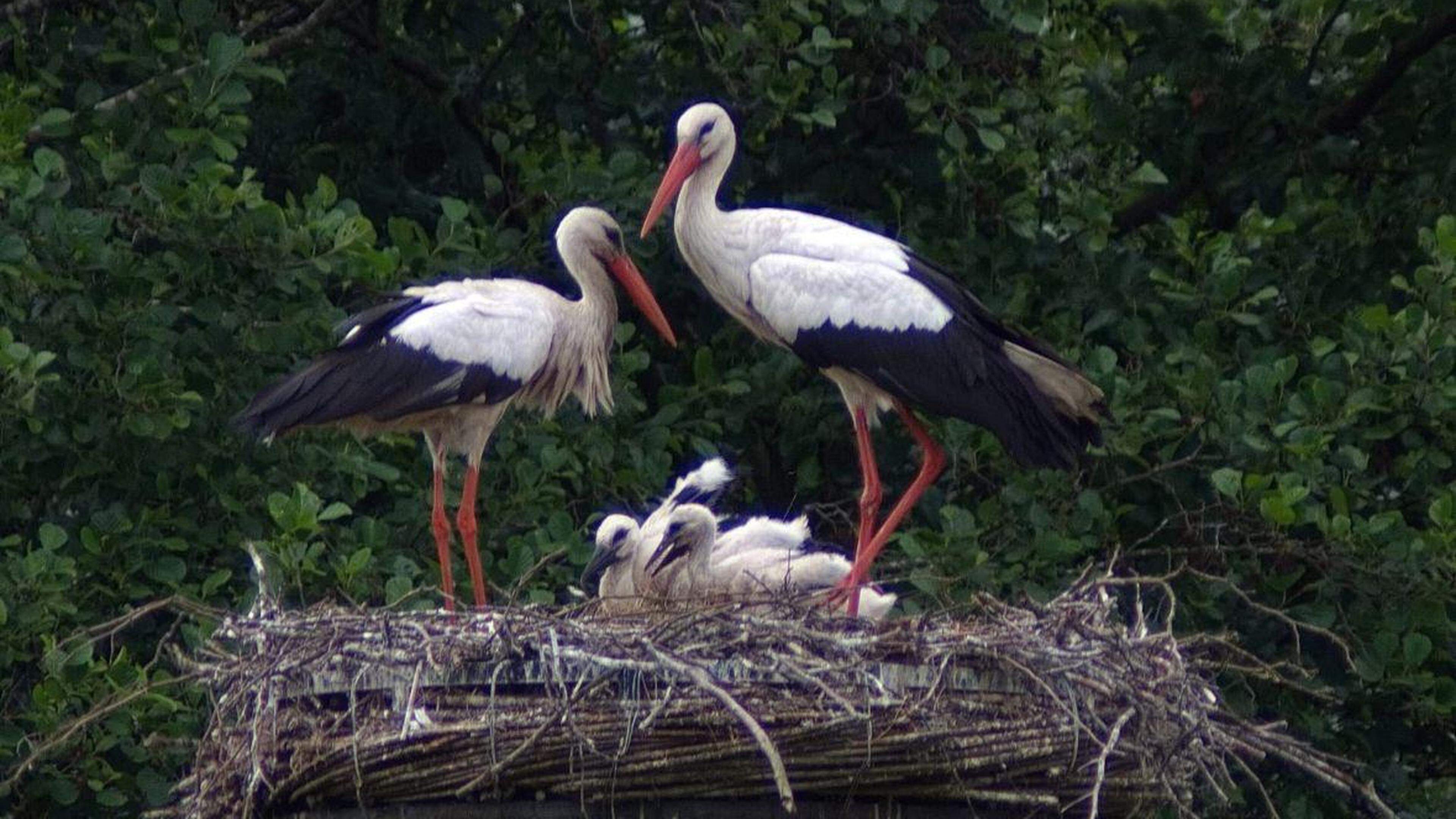 Oudergeluk hoog in de lucht op weiland in Bloemendaal