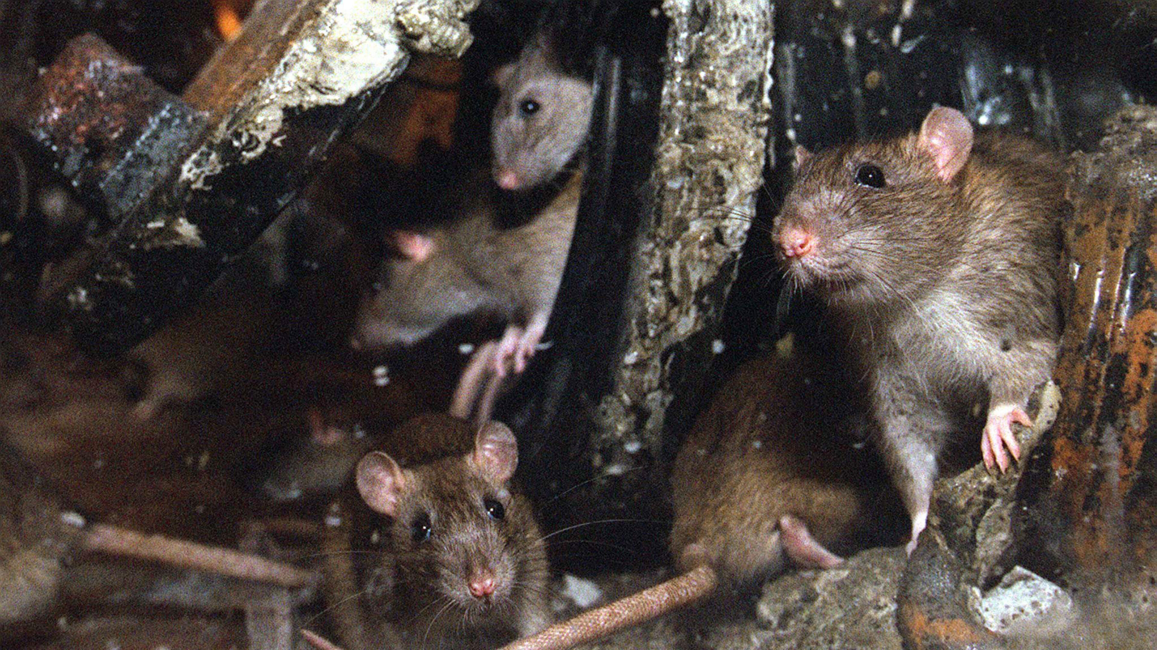 Haarlem rat traps kill 20 to 60 rats a day: 'Yet nuisance reports are rising'