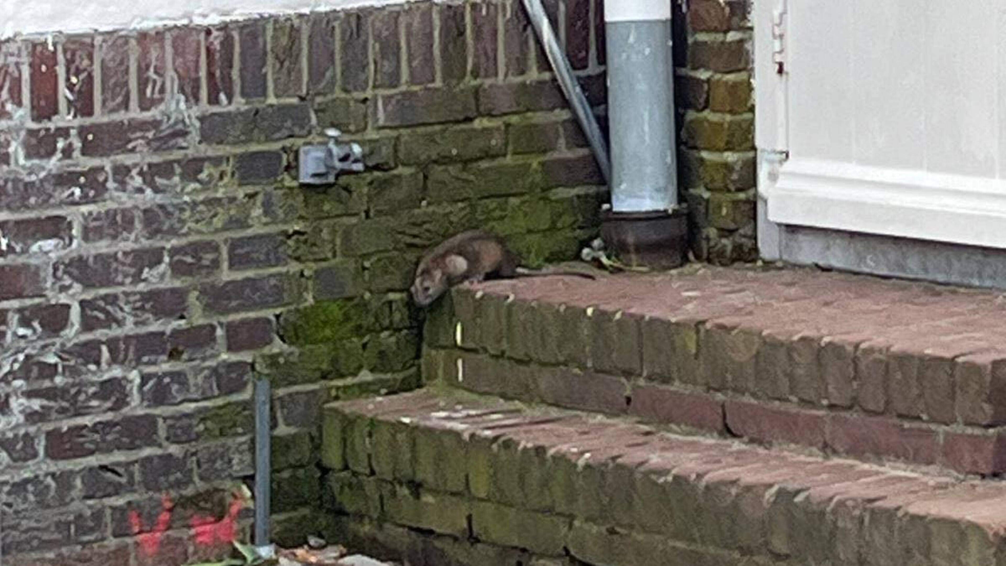 Haarlem residents refuse to fund rat control from city budget: ‘Residents must change their behavior first’